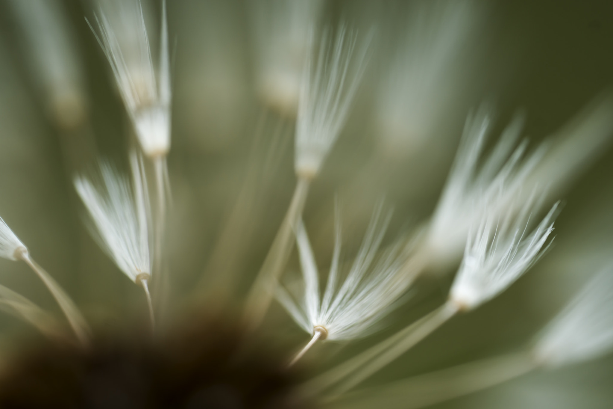 Sony a6000 + Sony FE 90mm F2.8 Macro G OSS sample photo. A photography