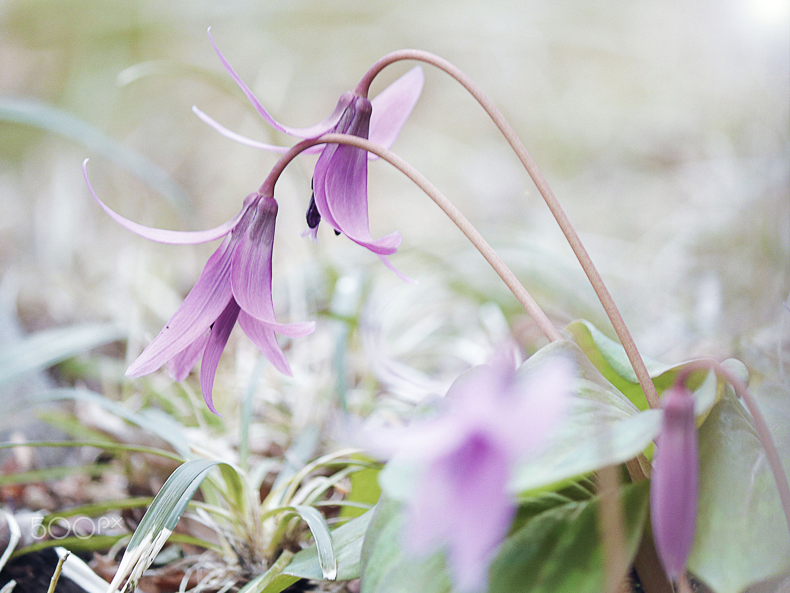 Canon EF-S 55-250mm F4-5.6 IS II sample photo. Erythronium japonicum photography