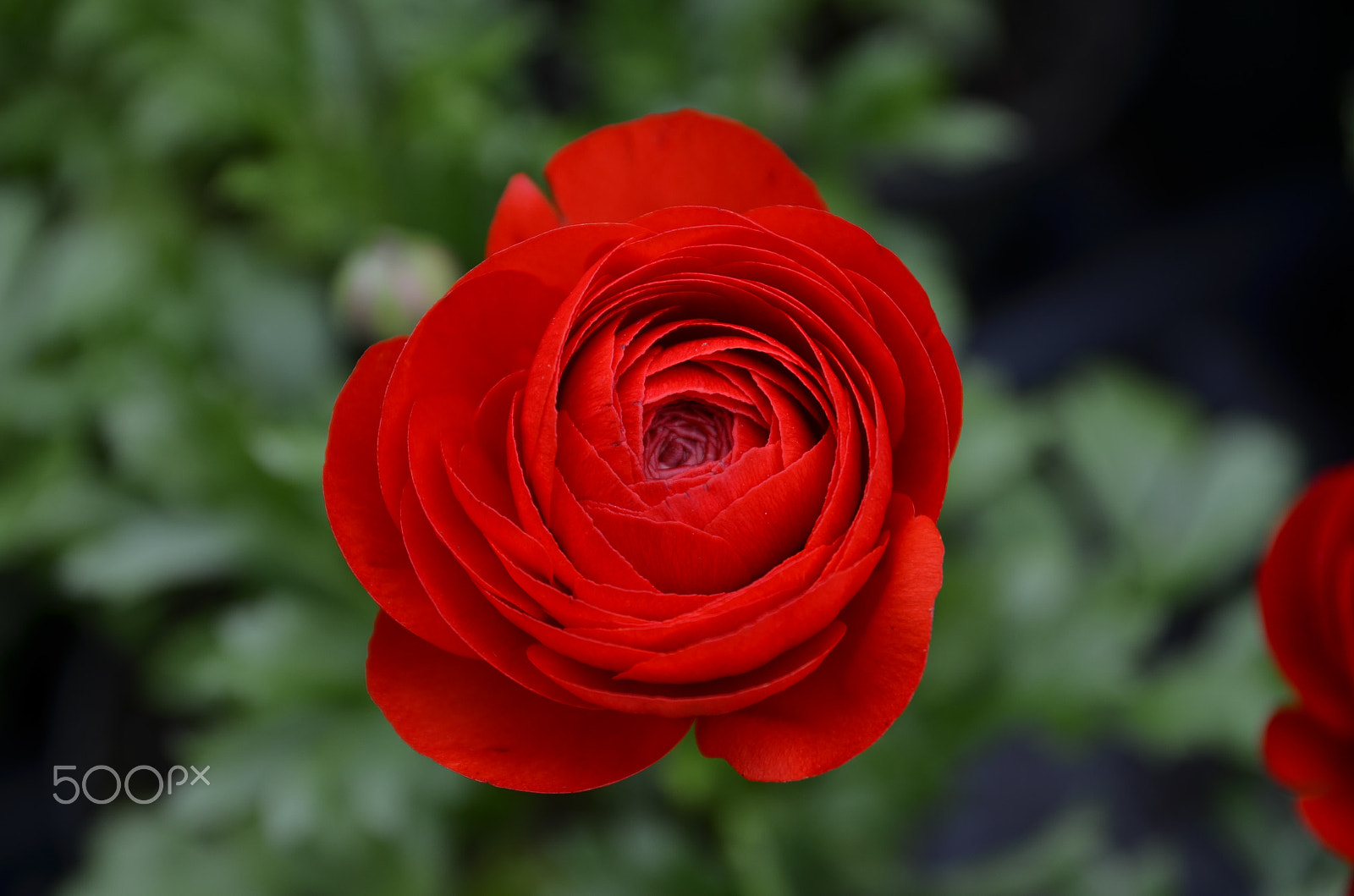 Nikon D5100 sample photo. Red rose photography