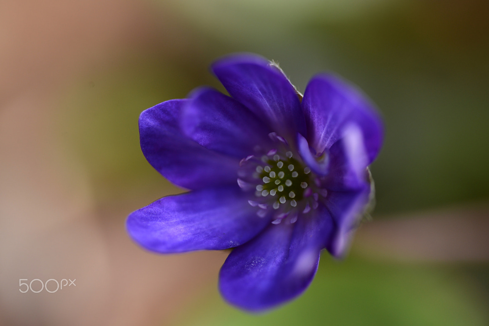 Nikon D600 sample photo. Hepatica nobilis photography