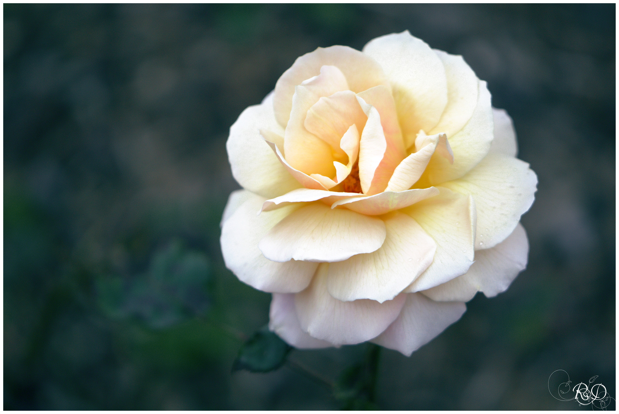 Nikon AF-S DX Micro-Nikkor 85mm F3.5G ED VR sample photo. Rose photography