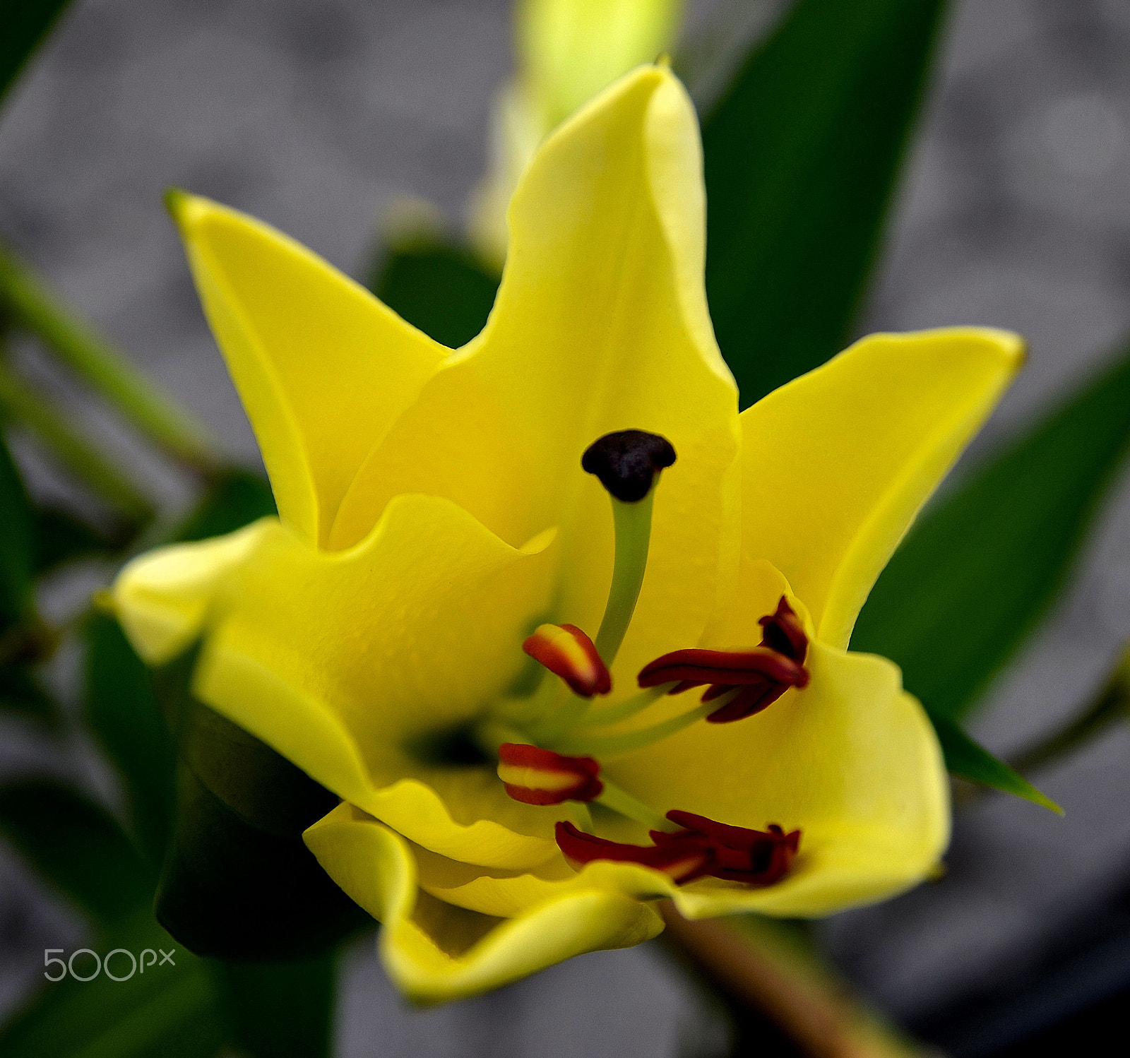 Nikon D5100 sample photo. Yellow tulip photography