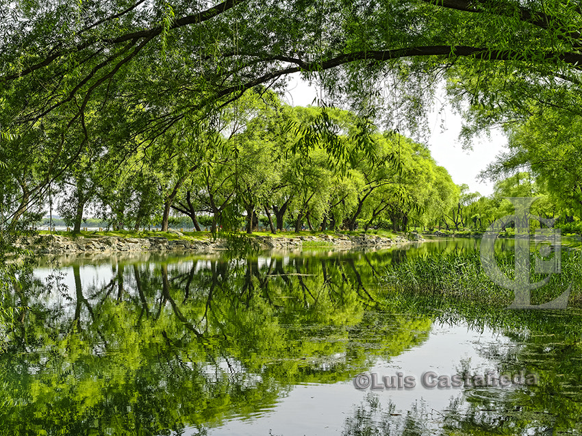 Pentax 645D sample photo. Trees at the west causeway. the summer palace. beijing. china. photography