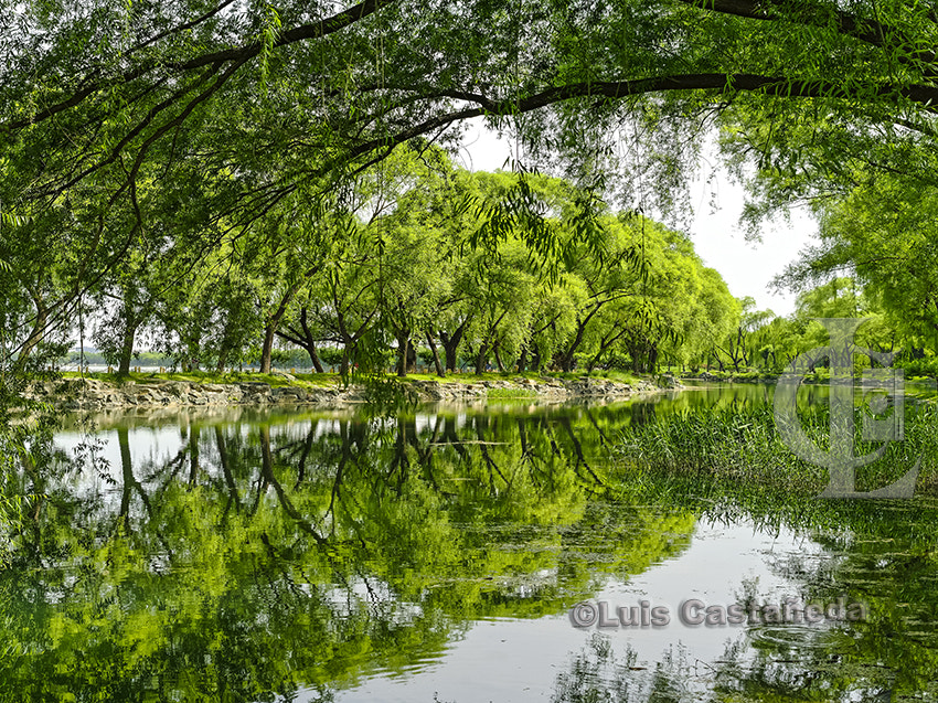 Pentax smc D FA 645 55mm F2.8 AL (IF) SDM AW sample photo. Trees at the west causeway. the summer palace. beijing. china. photography