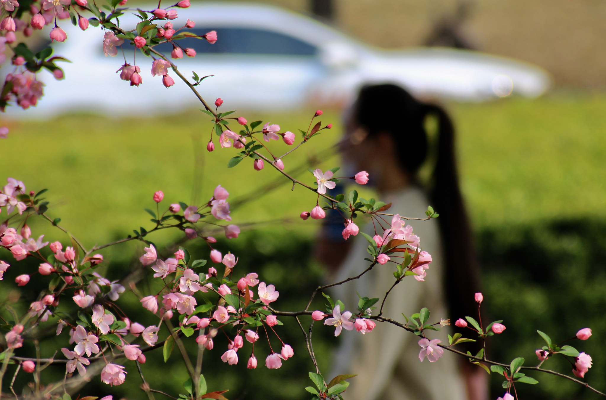 Canon EOS 700D (EOS Rebel T5i / EOS Kiss X7i) + Canon EF 28-200mm F3.5-5.6 USM sample photo. Begonia still photography