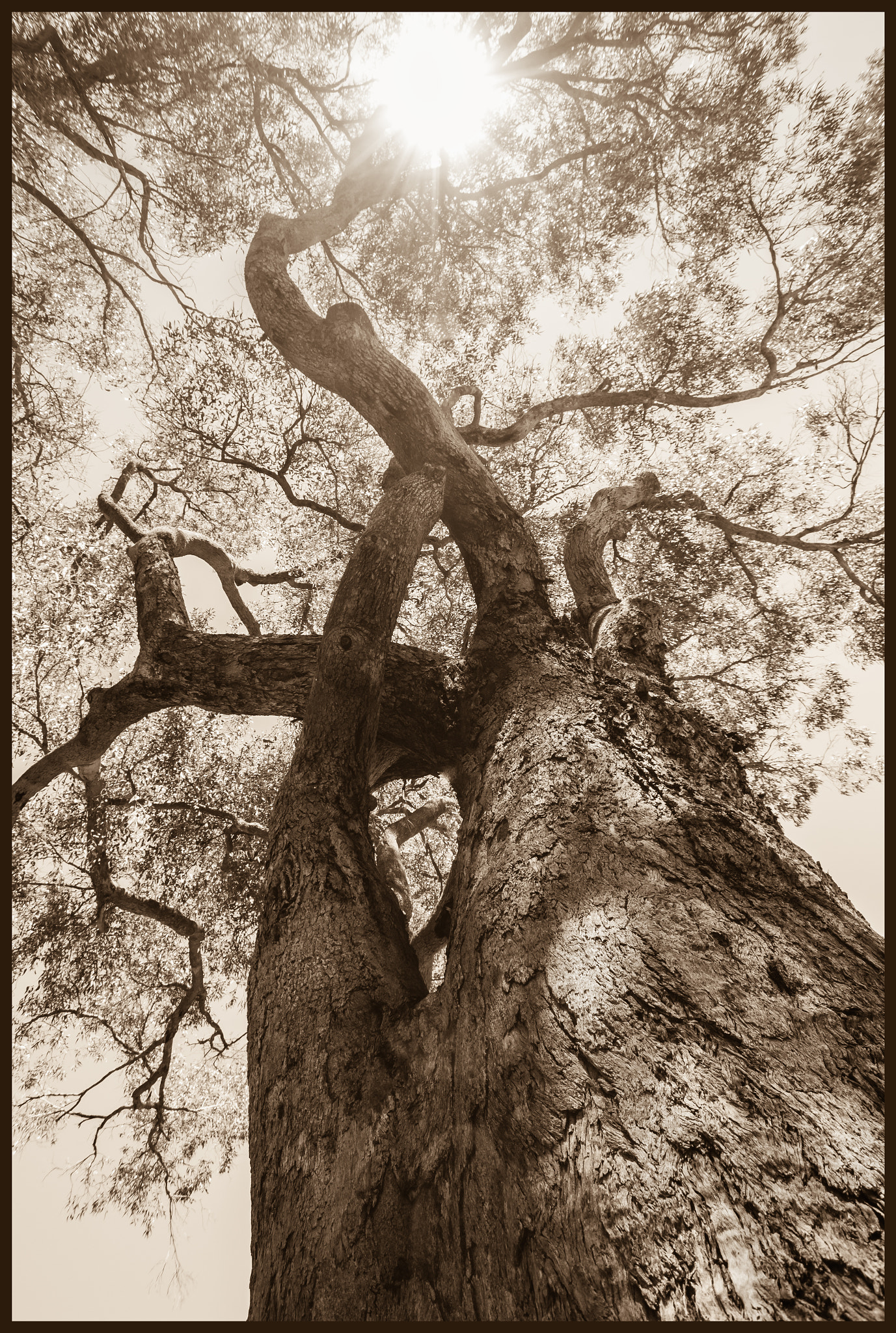 Sigma 10-20mm F3.5 EX DC HSM sample photo. Big old tree photography