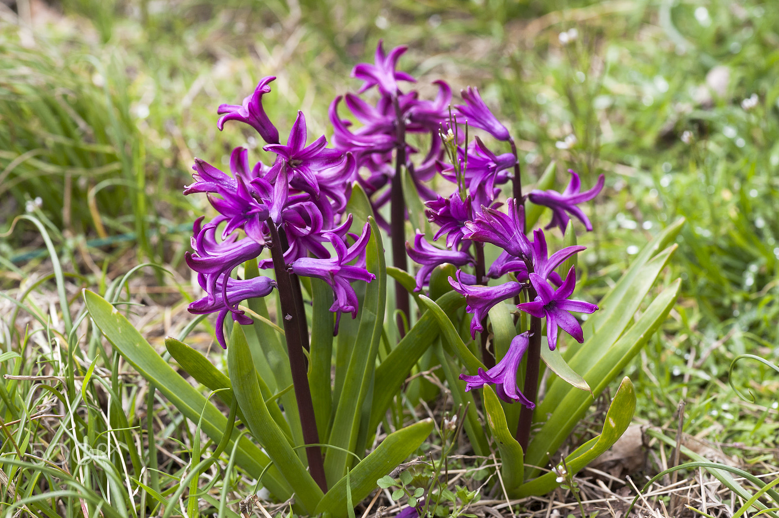 Nikon AF-S Micro-Nikkor 105mm F2.8G IF-ED VR sample photo. Spring colors photography