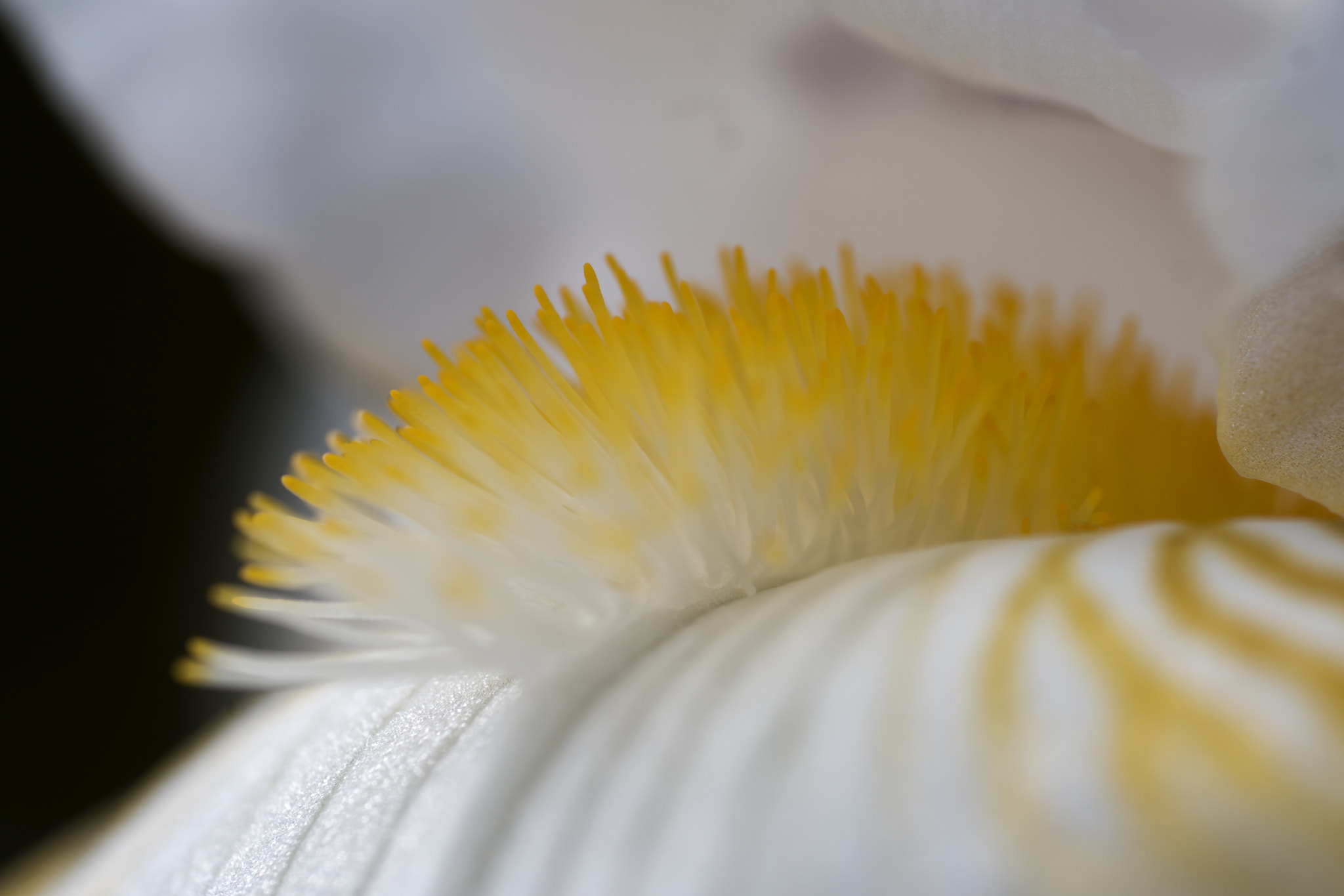 Sony a6000 + Sony FE 90mm F2.8 Macro G OSS sample photo. A photography
