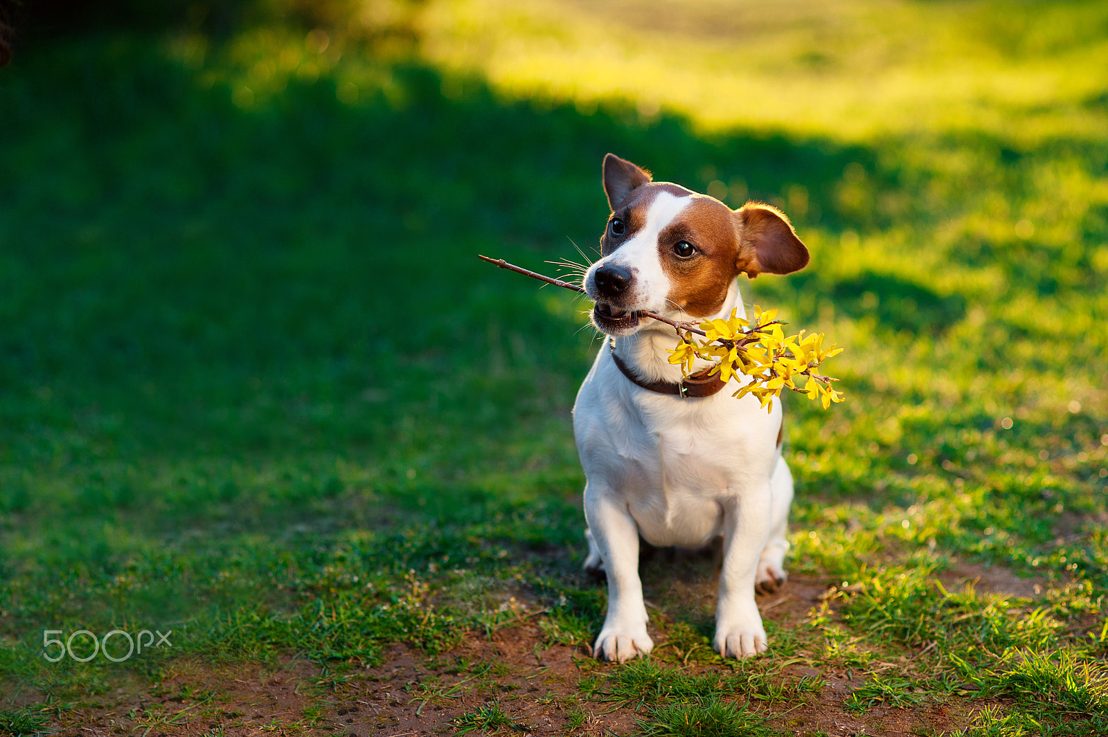 Nikon D700 + Nikon AF Nikkor 85mm F1.8D sample photo. Dog jack russell terrier sitting on the grass with a branch of yellow flowers photography