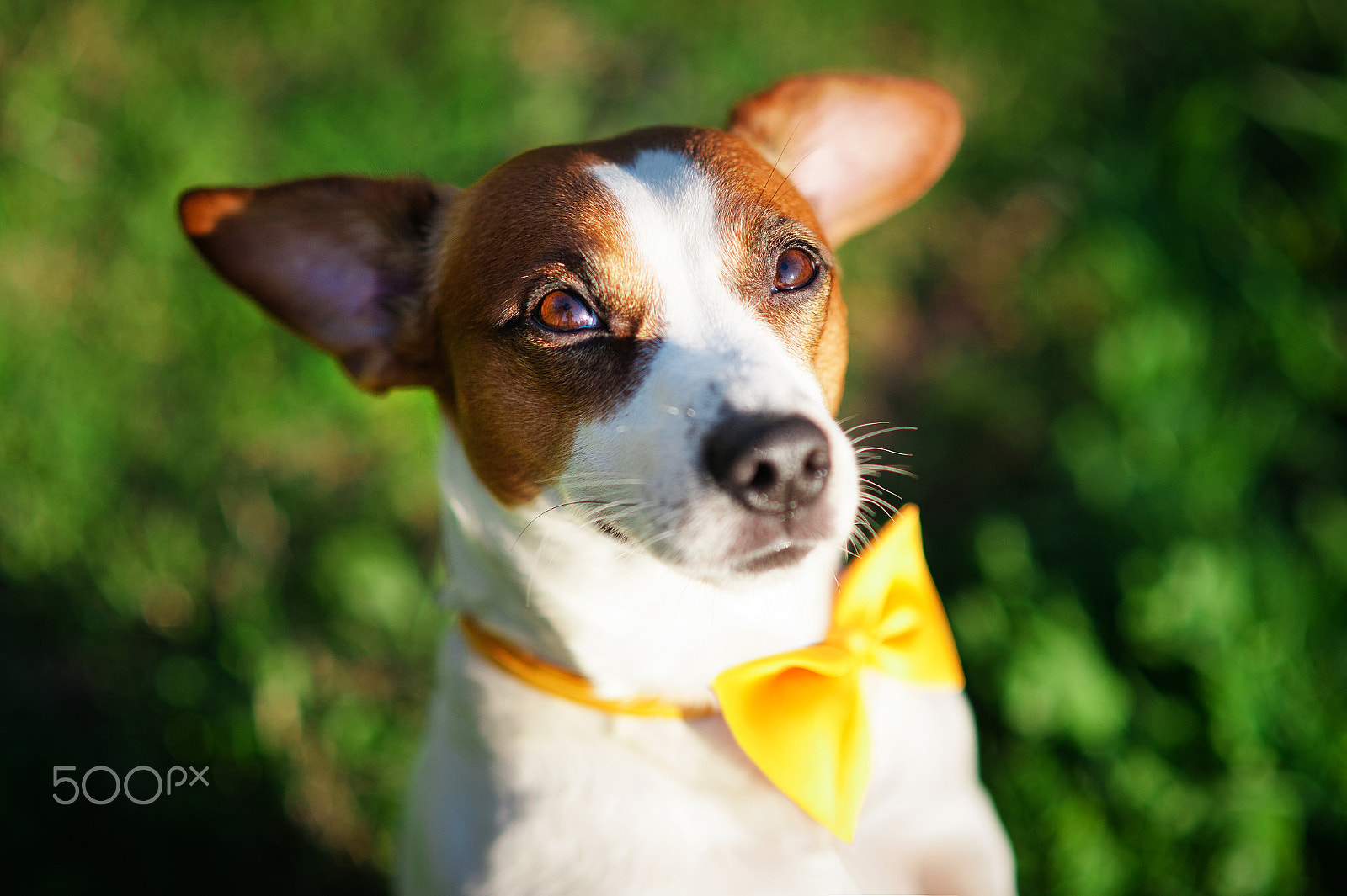 Nikon D700 + Nikon AF Nikkor 85mm F1.8D sample photo. Close-up portrait of a dog jack russell terrier with a yellow butterfly on his neck against a... photography