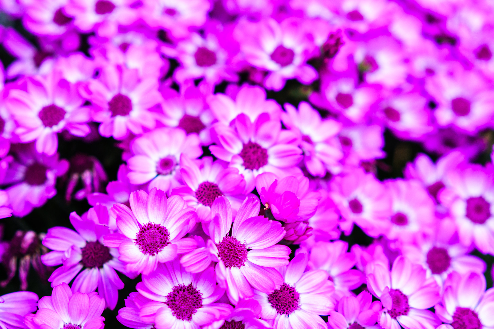 Sony a6500 + Sony Sonnar T* FE 55mm F1.8 ZA sample photo. Spring flower at ueno park photography