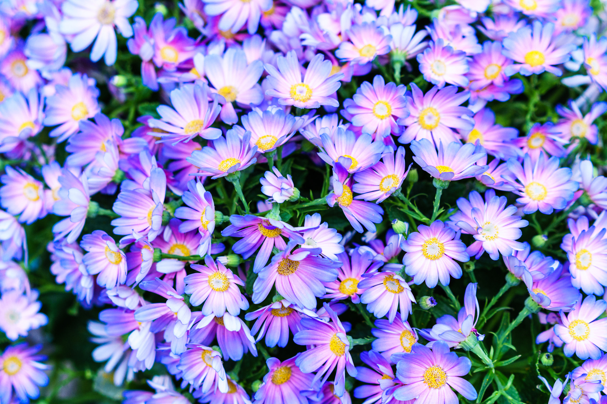 Sony a6500 + Sony Sonnar T* FE 55mm F1.8 ZA sample photo. Spring flower at ueno park photography