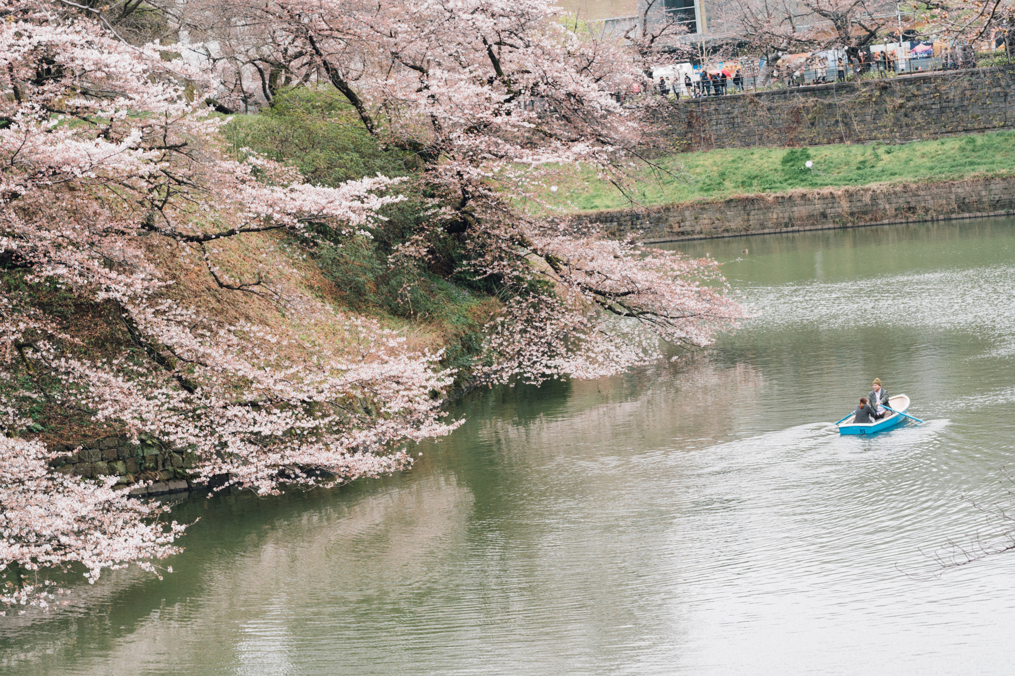 Sony a6500 sample photo. Sakura at chidoragafuchi - tokyo photography