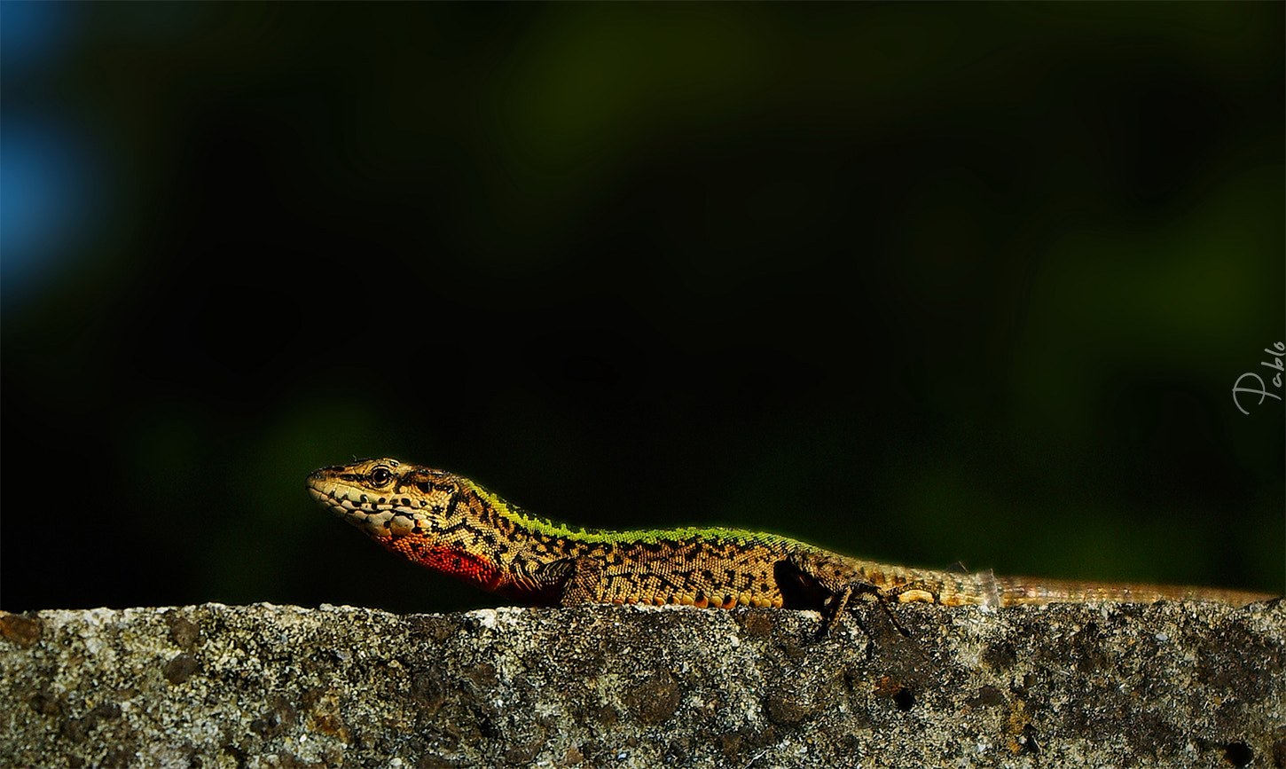 Pentax K10D sample photo. "psammodromus algirus"......... photography