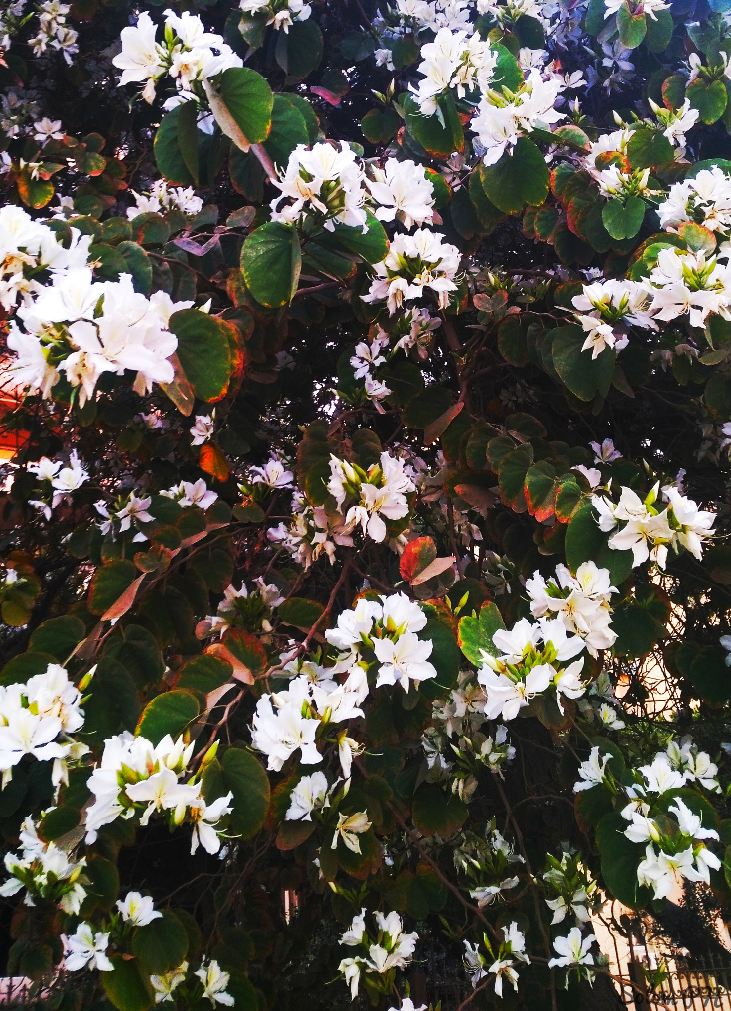 HUAWEI GR5 sample photo
