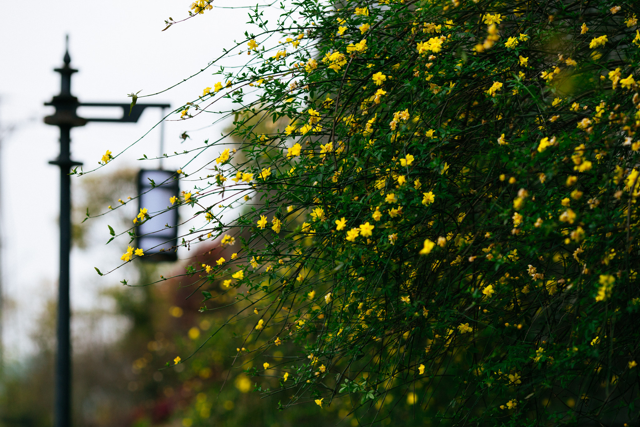 Canon EOS 6D + Canon EF 135mm F2L USM sample photo. Winter jasmine photography