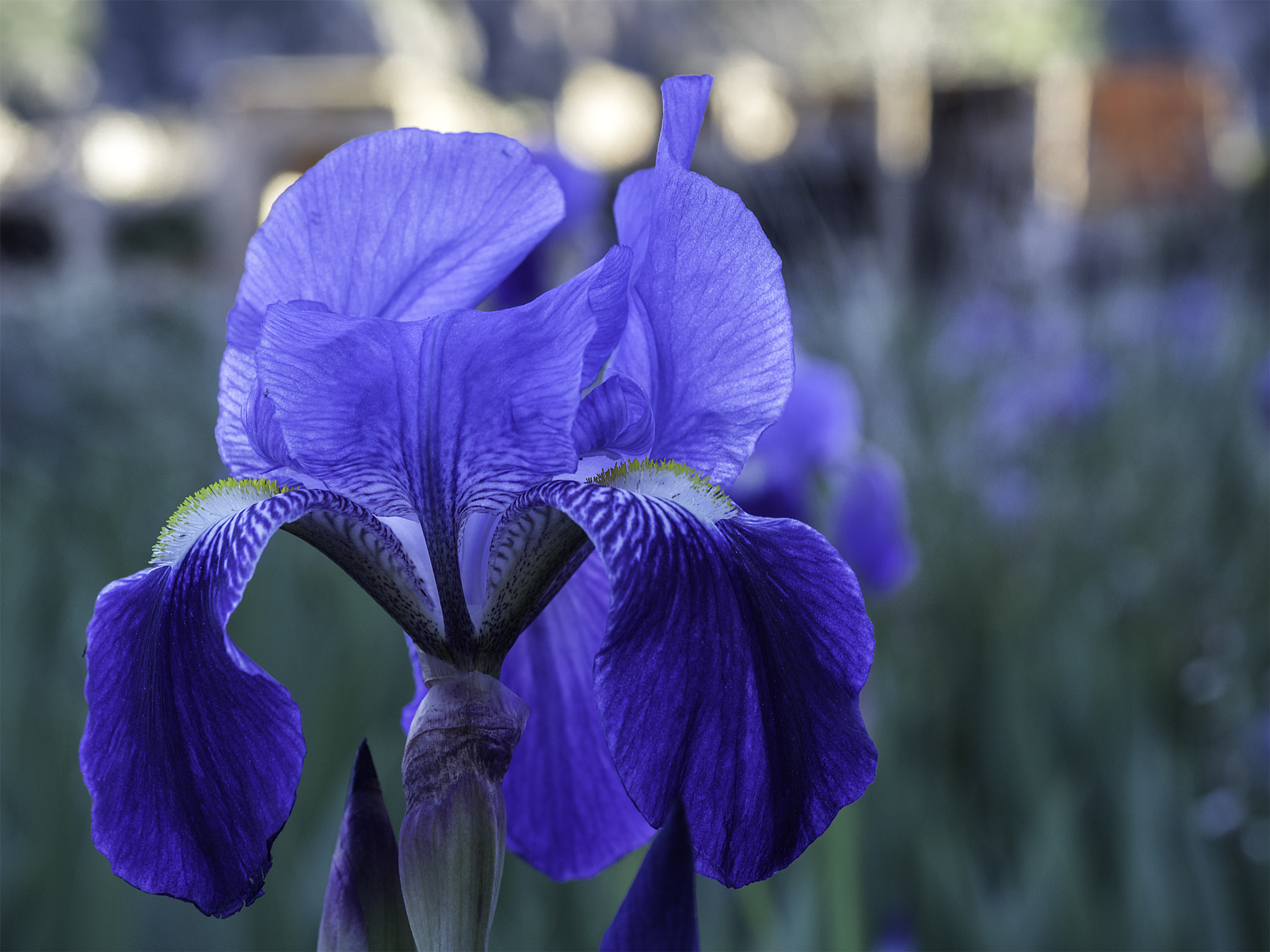 Olympus OM-D E-M5 II + Olympus M.Zuiko Digital ED 12-40mm F2.8 Pro sample photo. Blue orchid photography