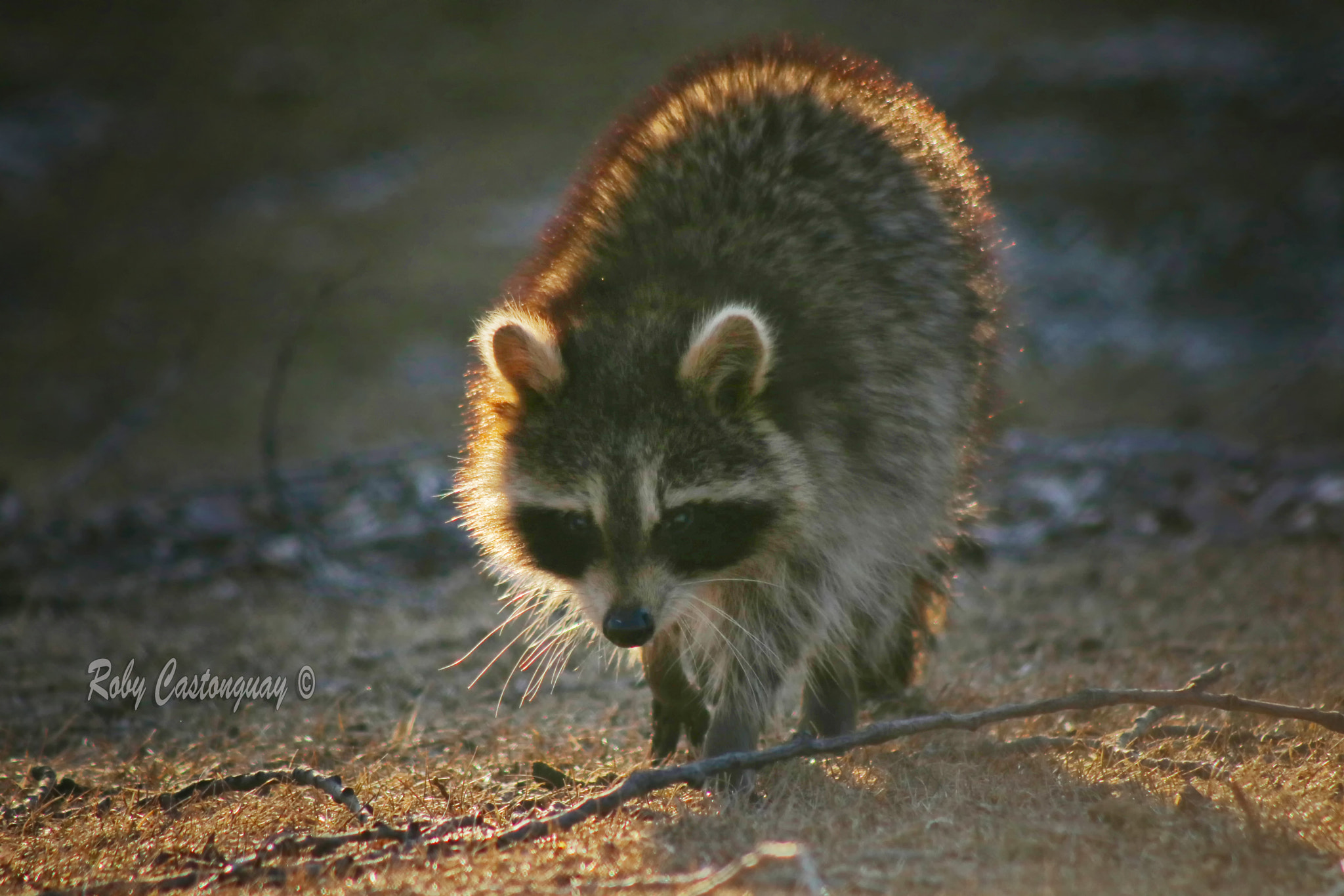 Canon EOS 760D (EOS Rebel T6s / EOS 8000D) sample photo. Raccoon photography