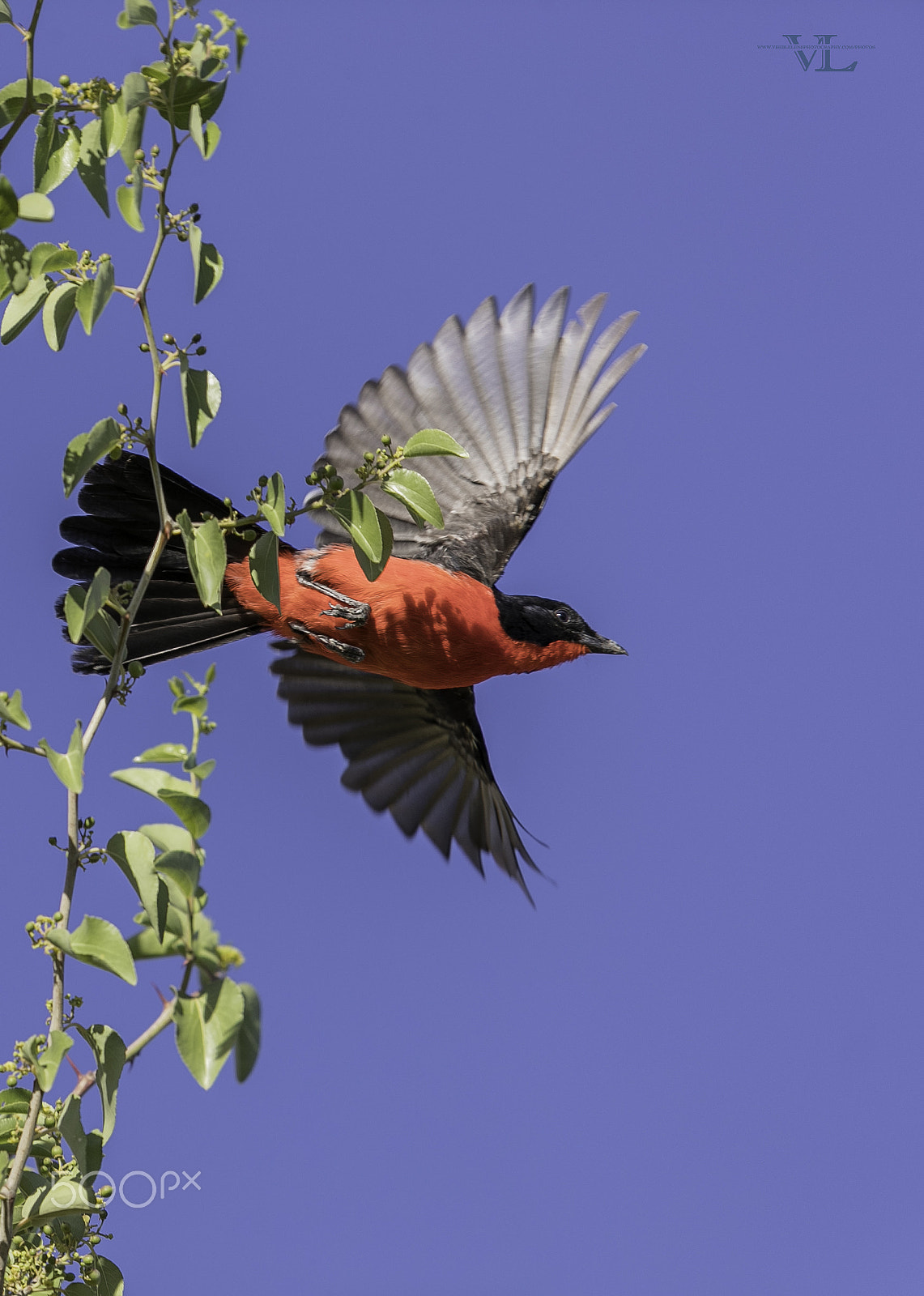 Canon EF 600mm F4L IS II USM sample photo. Crimson breasted shrike photography
