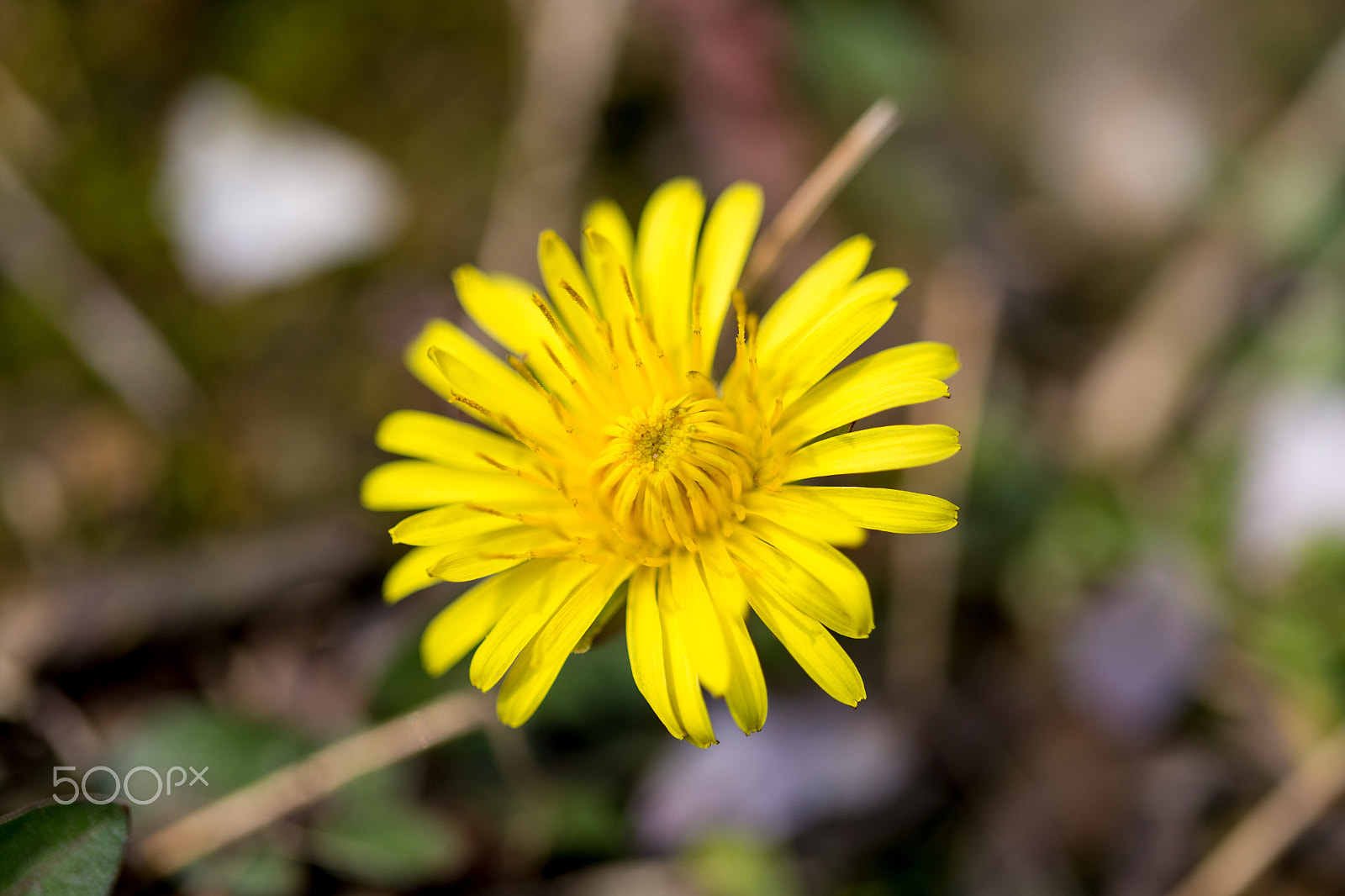 Canon EOS 6D sample photo. Colour of spring_yellow photography