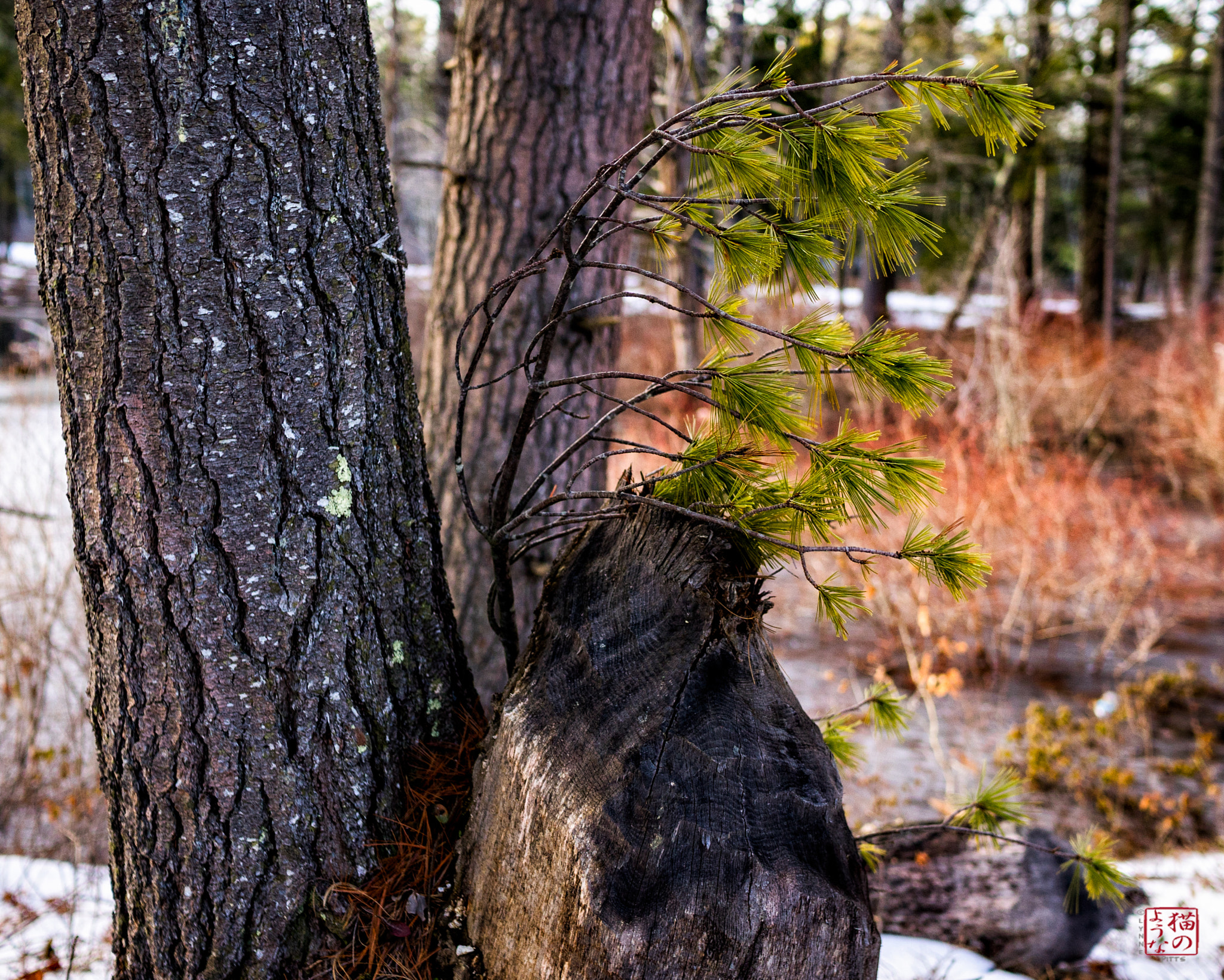 Sony a7 + Sony Sonnar T* E 24mm F1.8 ZA sample photo. Comb-over photography