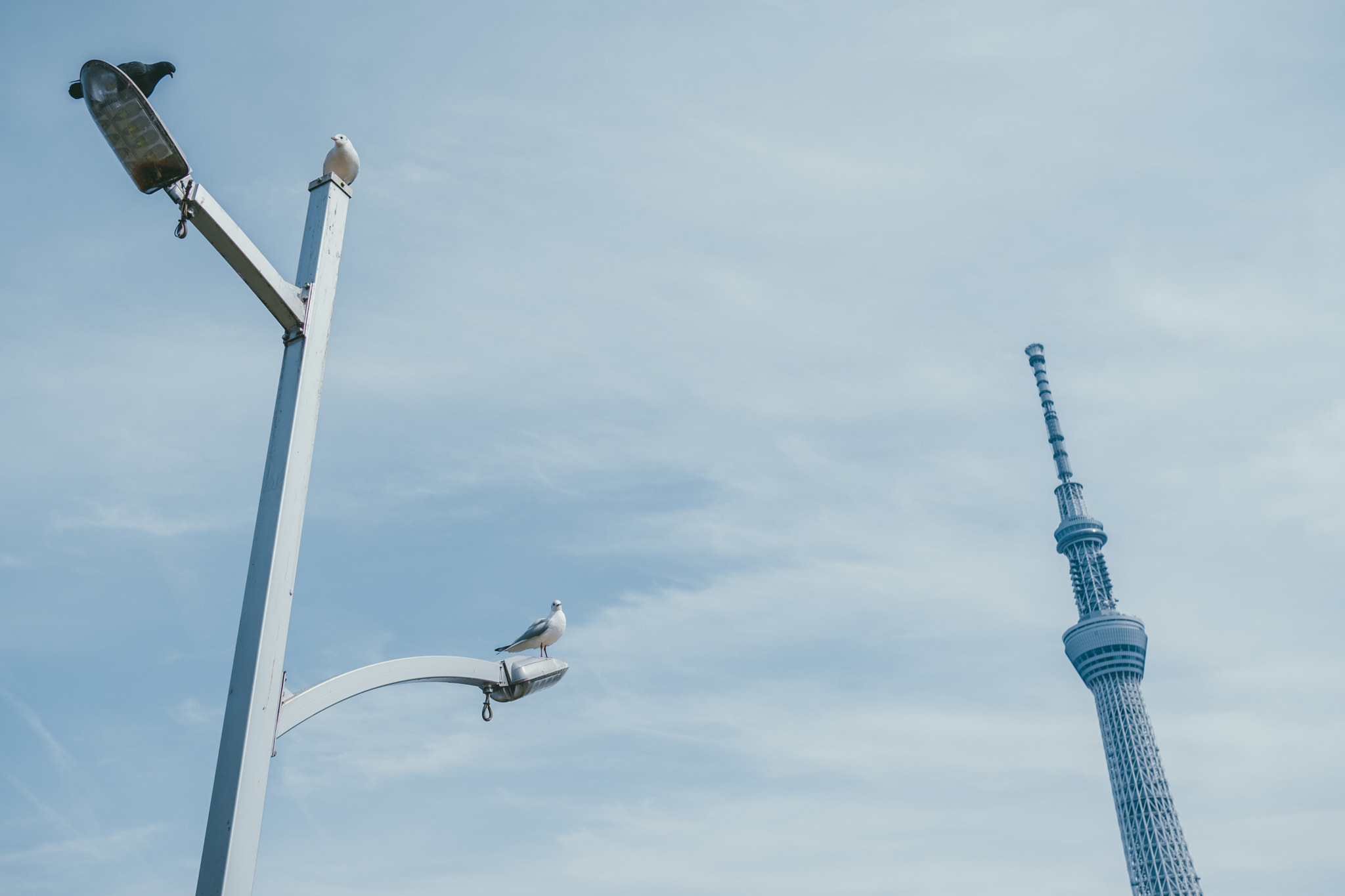Fujifilm X-Pro2 + Fujifilm XF 23mm F2 R WR sample photo. 3 birds photography