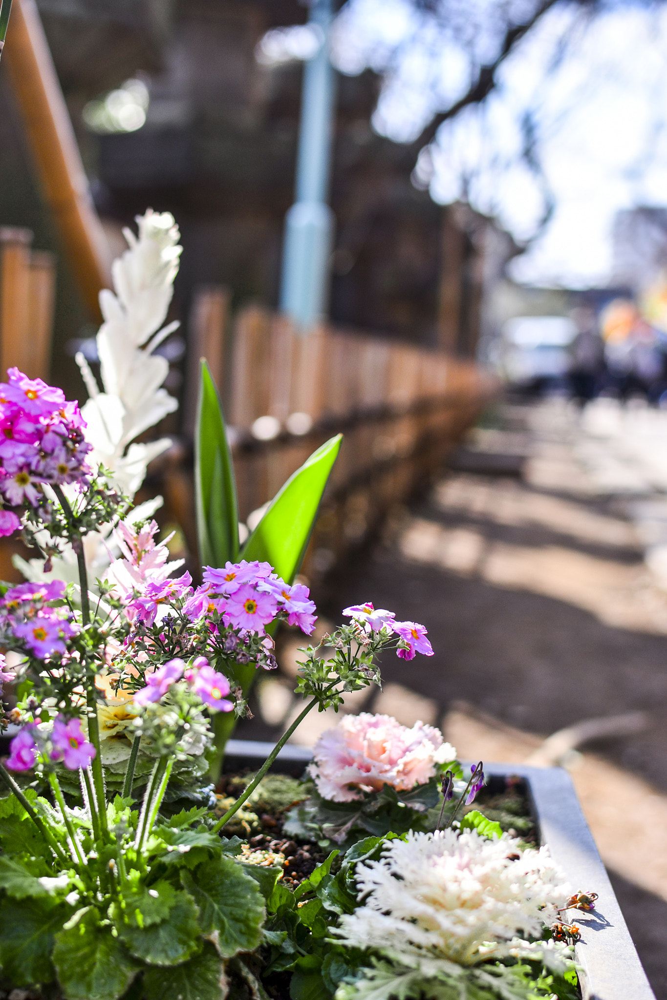 Nikon D5500 sample photo. Garden in japan photography