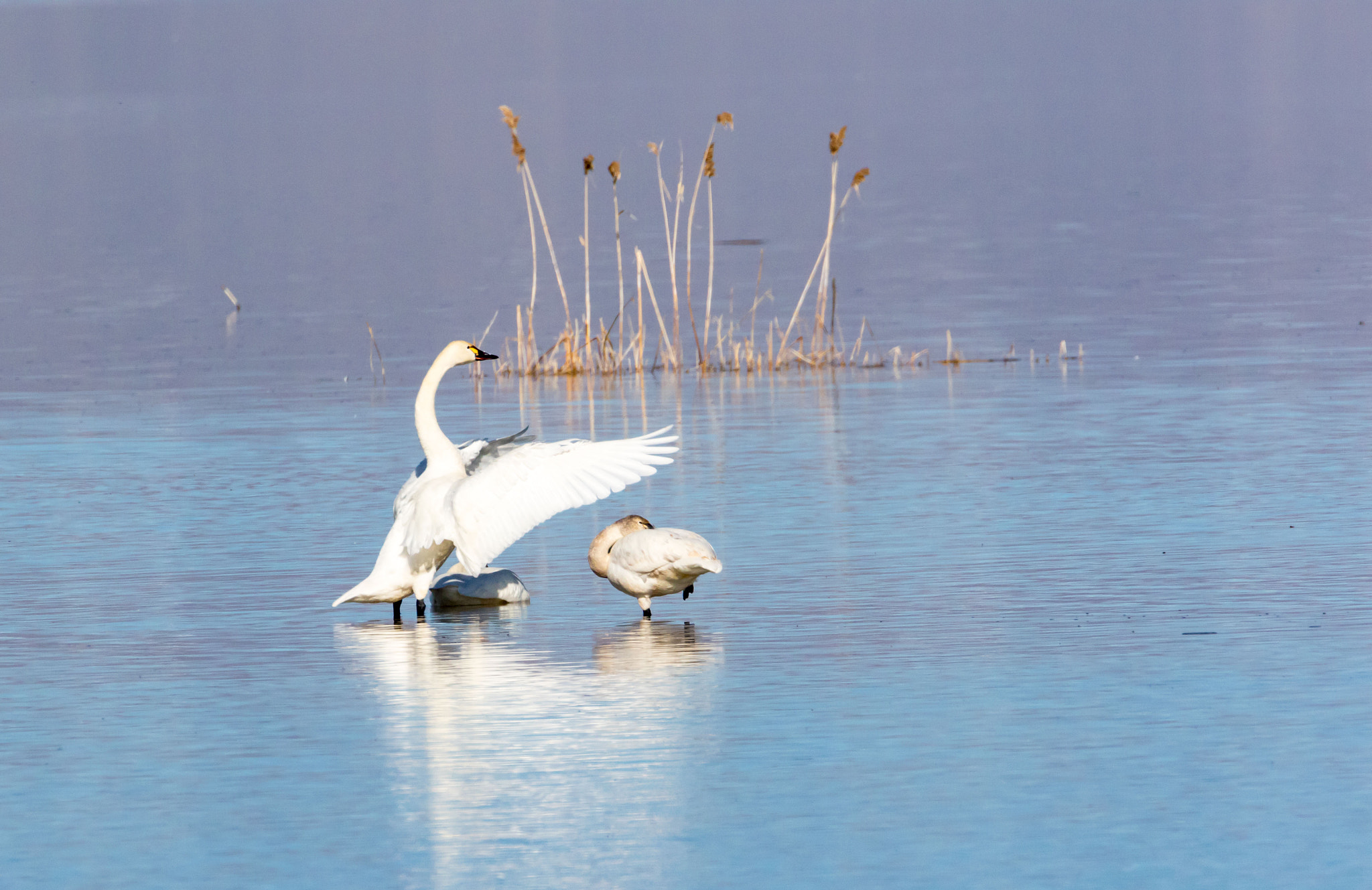 Canon EOS 7D Mark II + Canon EF 500mm F4L IS USM sample photo. Tundra swan photography