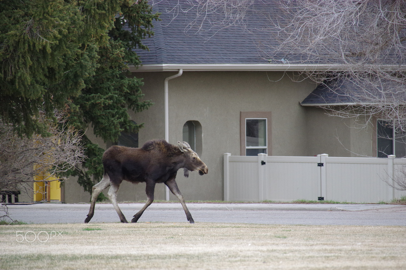 Pentax K-3 II sample photo. Moose in town photography