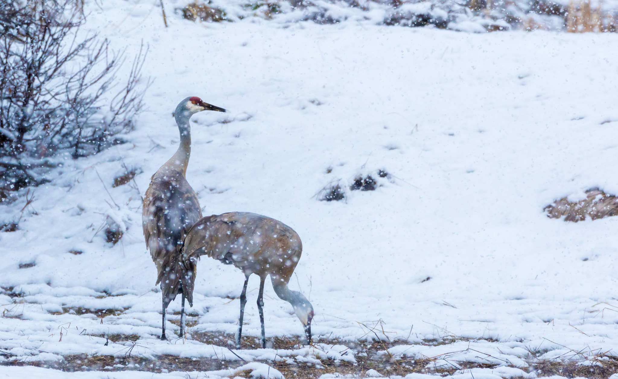 Canon EOS 7D Mark II sample photo. Sandhill crane snowstorm photography