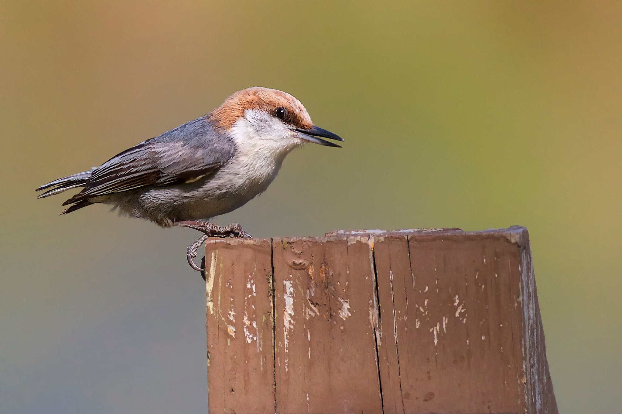 Canon EF 70-300mm F4-5.6L IS USM sample photo. Brown-headed nuthatch photography