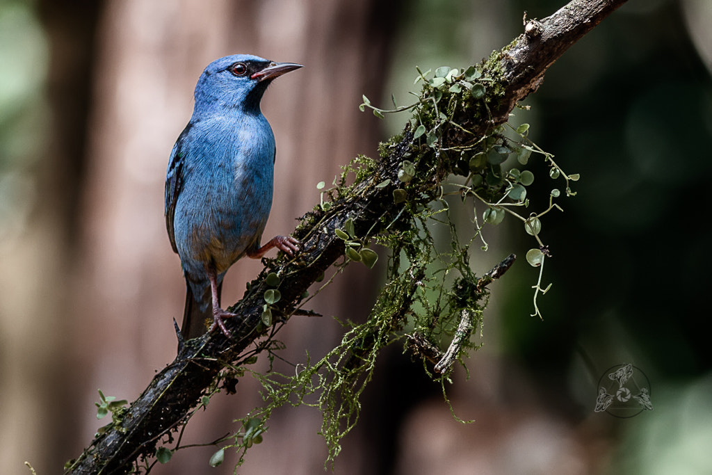 Canon EOS 7D + Canon EF 400mm F5.6L USM sample photo. Blue dacnis photography