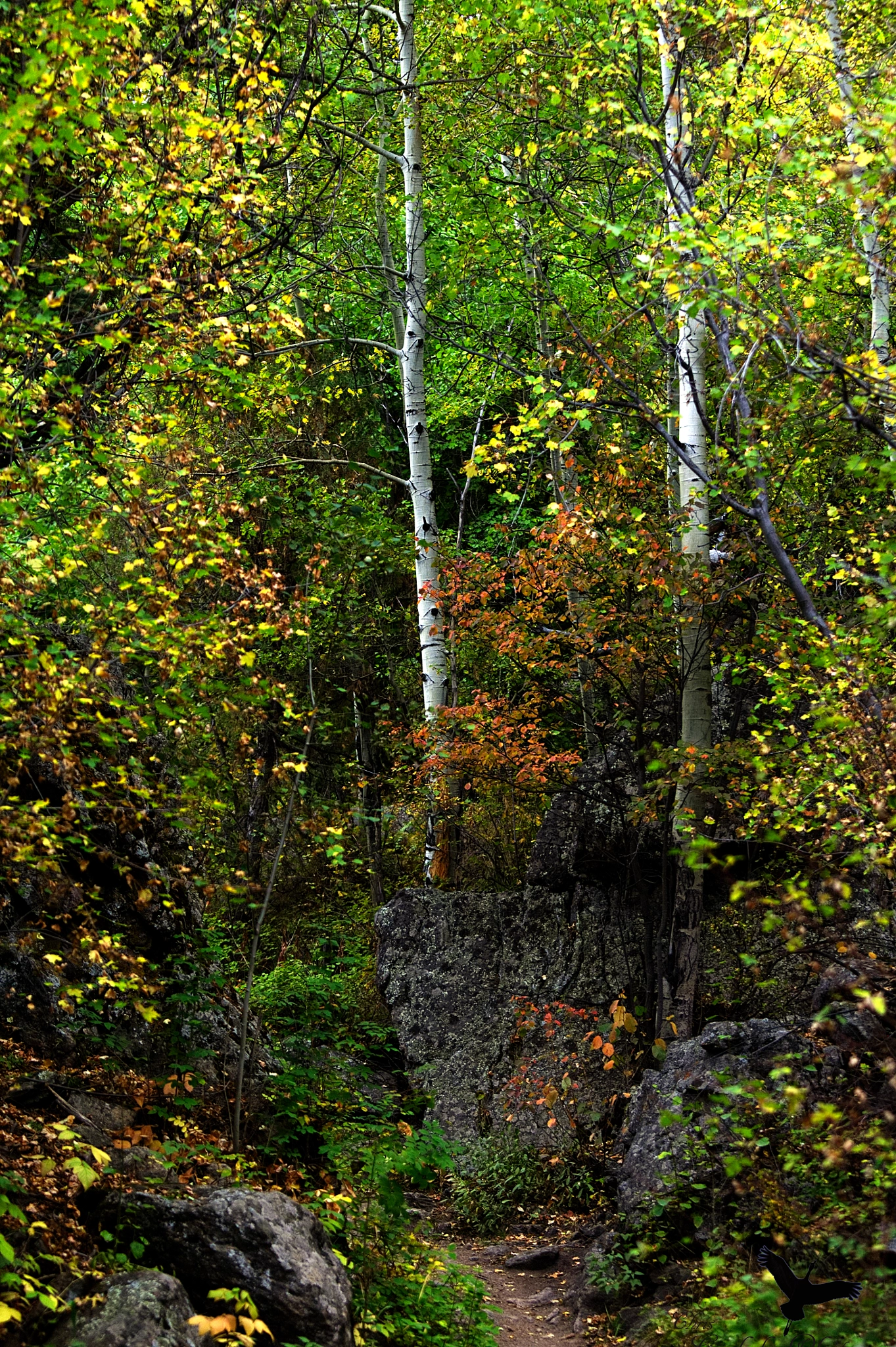 70.0 - 200.0 mm sample photo. Early fall photography