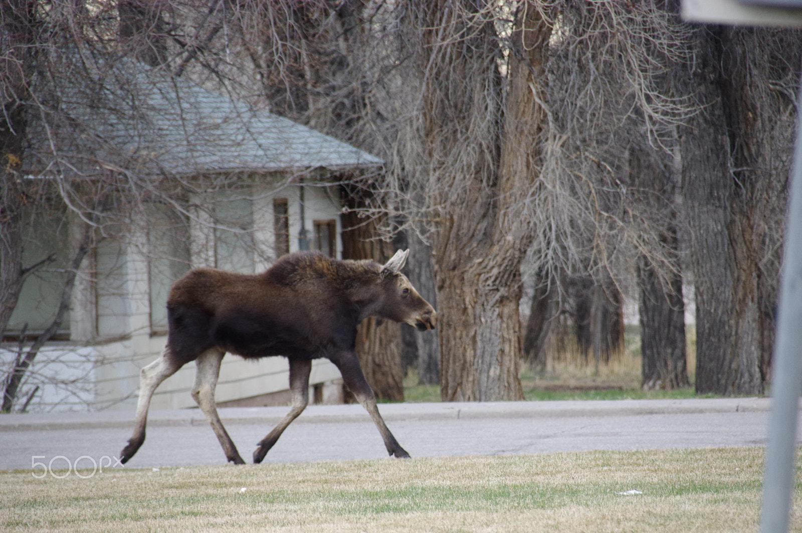 Pentax K-3 II sample photo. Moose in town photography