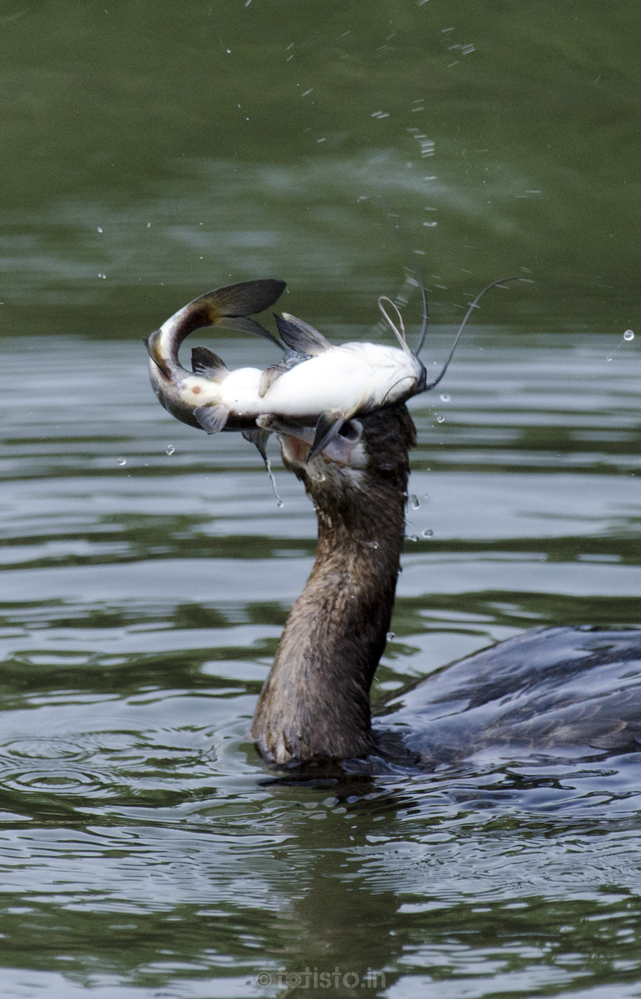 Nikon AF-S Nikkor 200-500mm F5.6E ED VR sample photo. Beak of death! photography