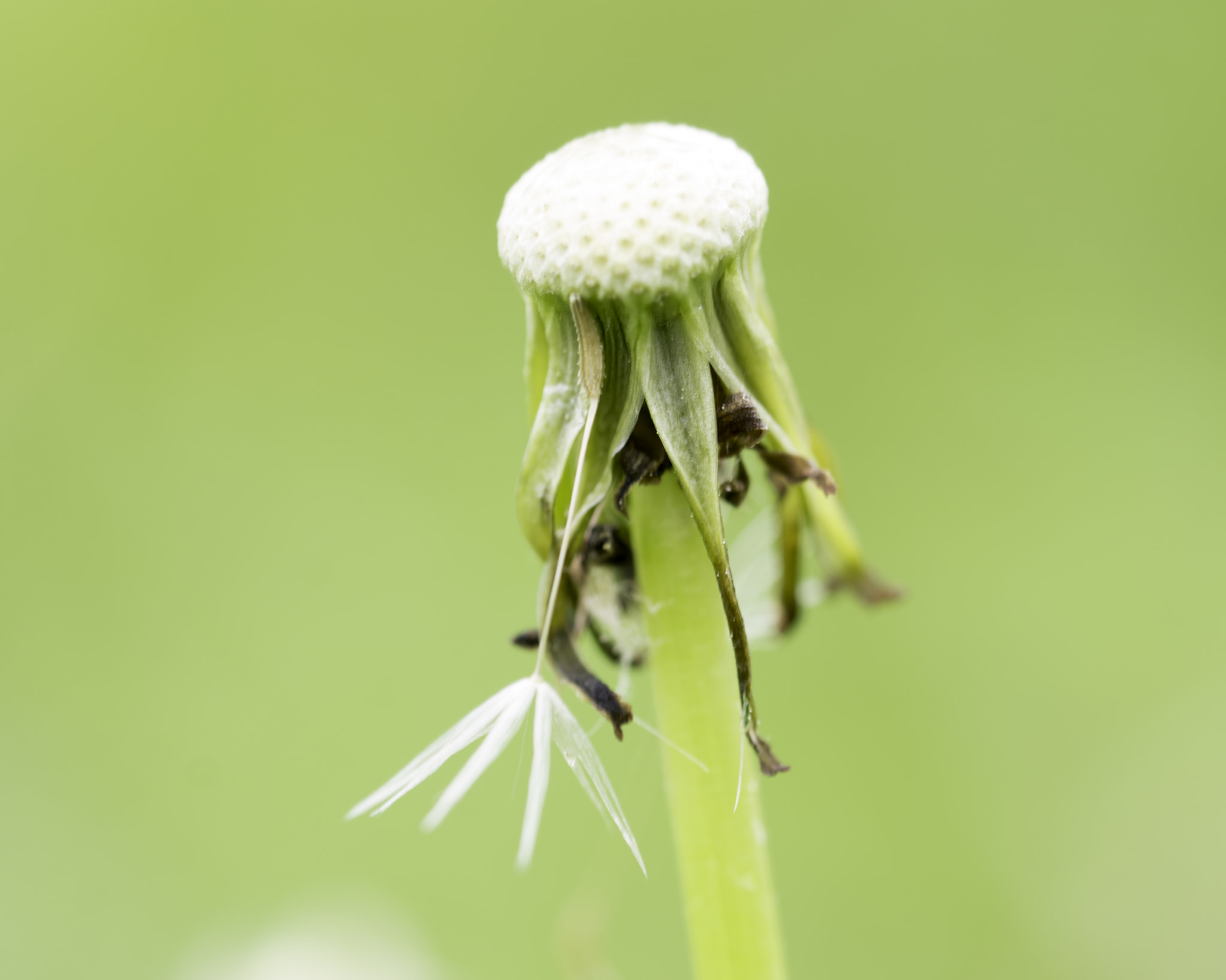 Sony a6000 + Sony FE 90mm F2.8 Macro G OSS sample photo. Only one wish left photography