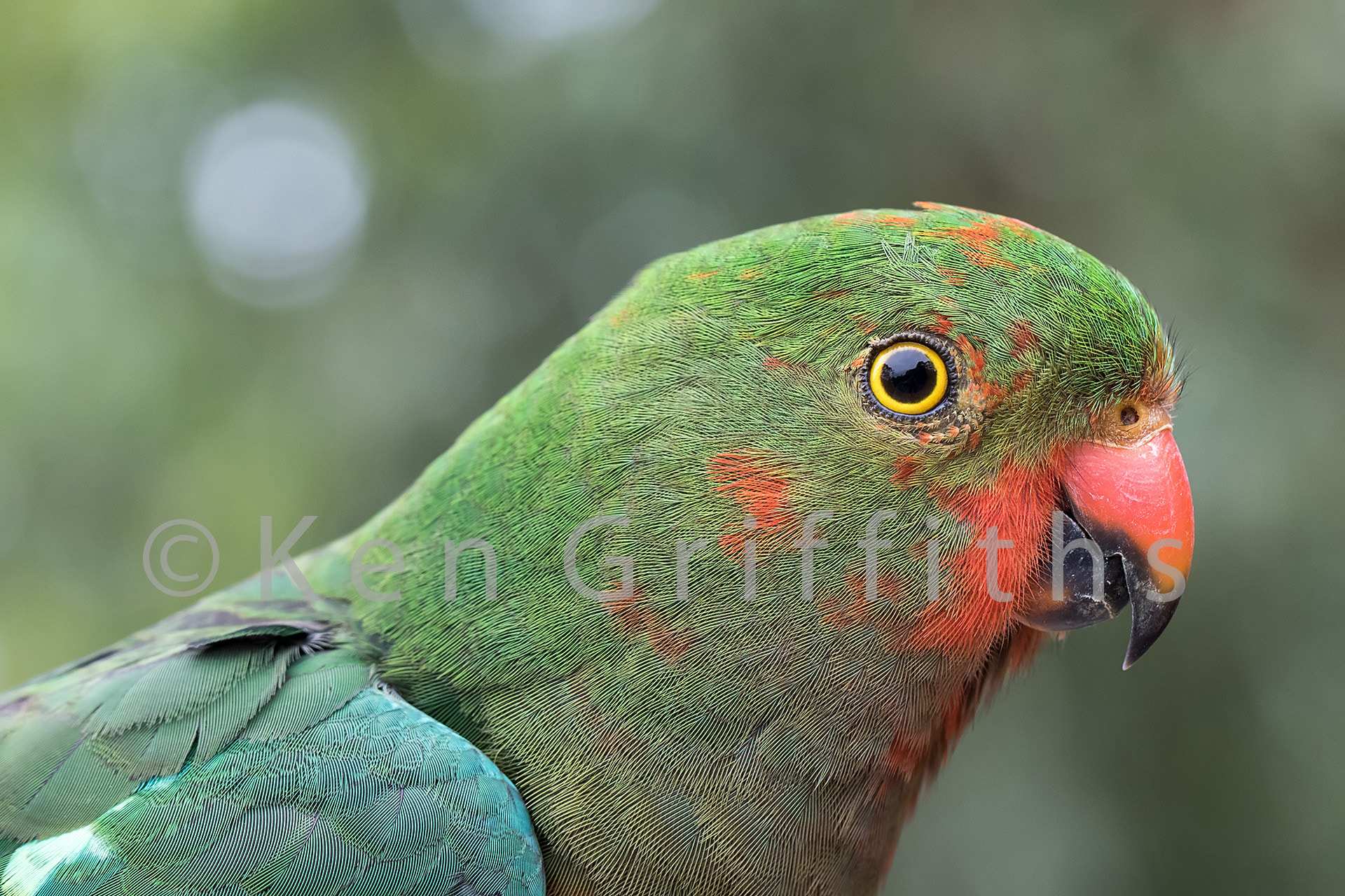 Canon EOS 7D Mark II + Canon EF 100mm F2.8L Macro IS USM sample photo. Female king parrot photography