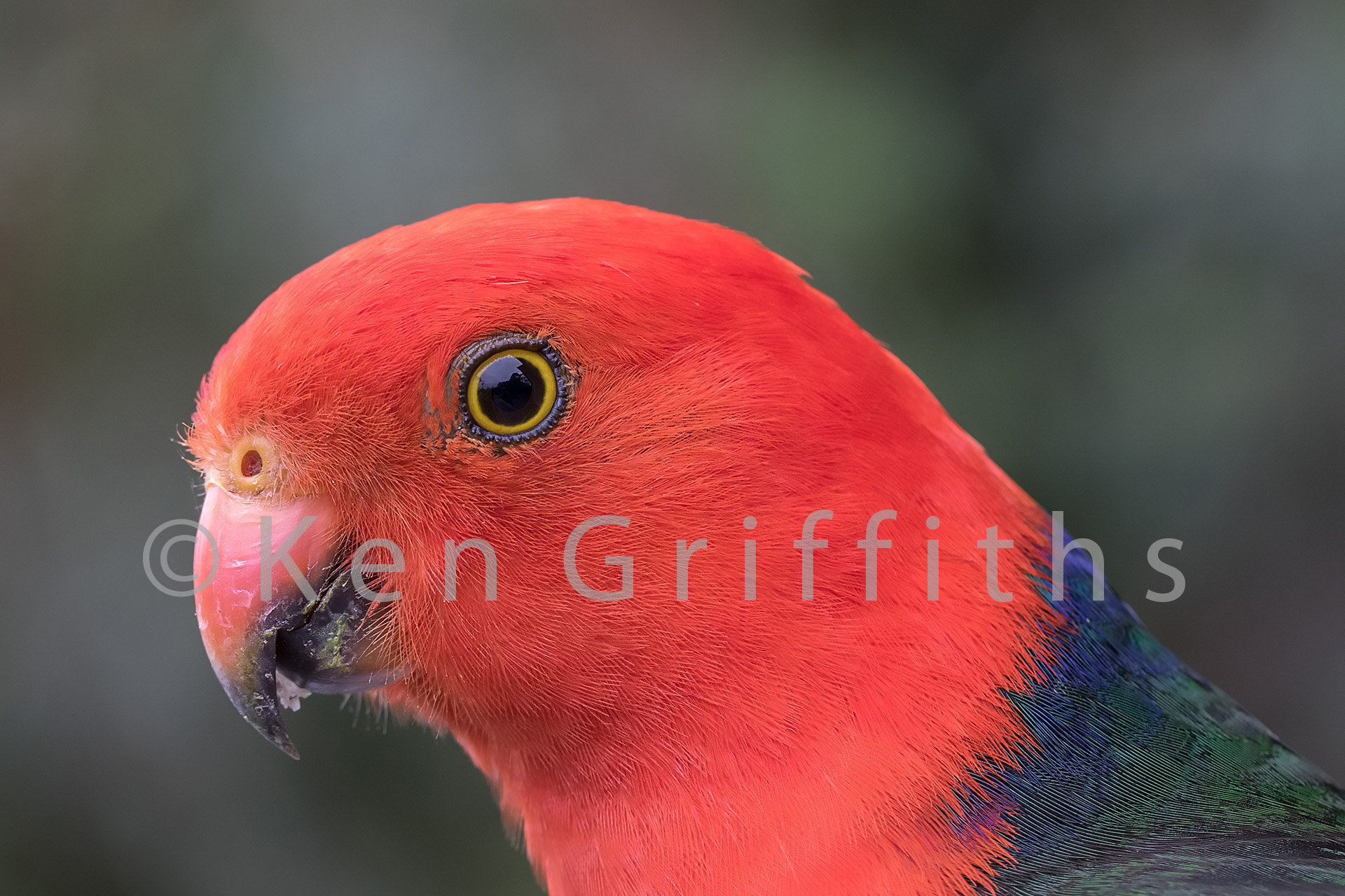 Canon EF 100mm F2.8L Macro IS USM sample photo. Male king parrot photography