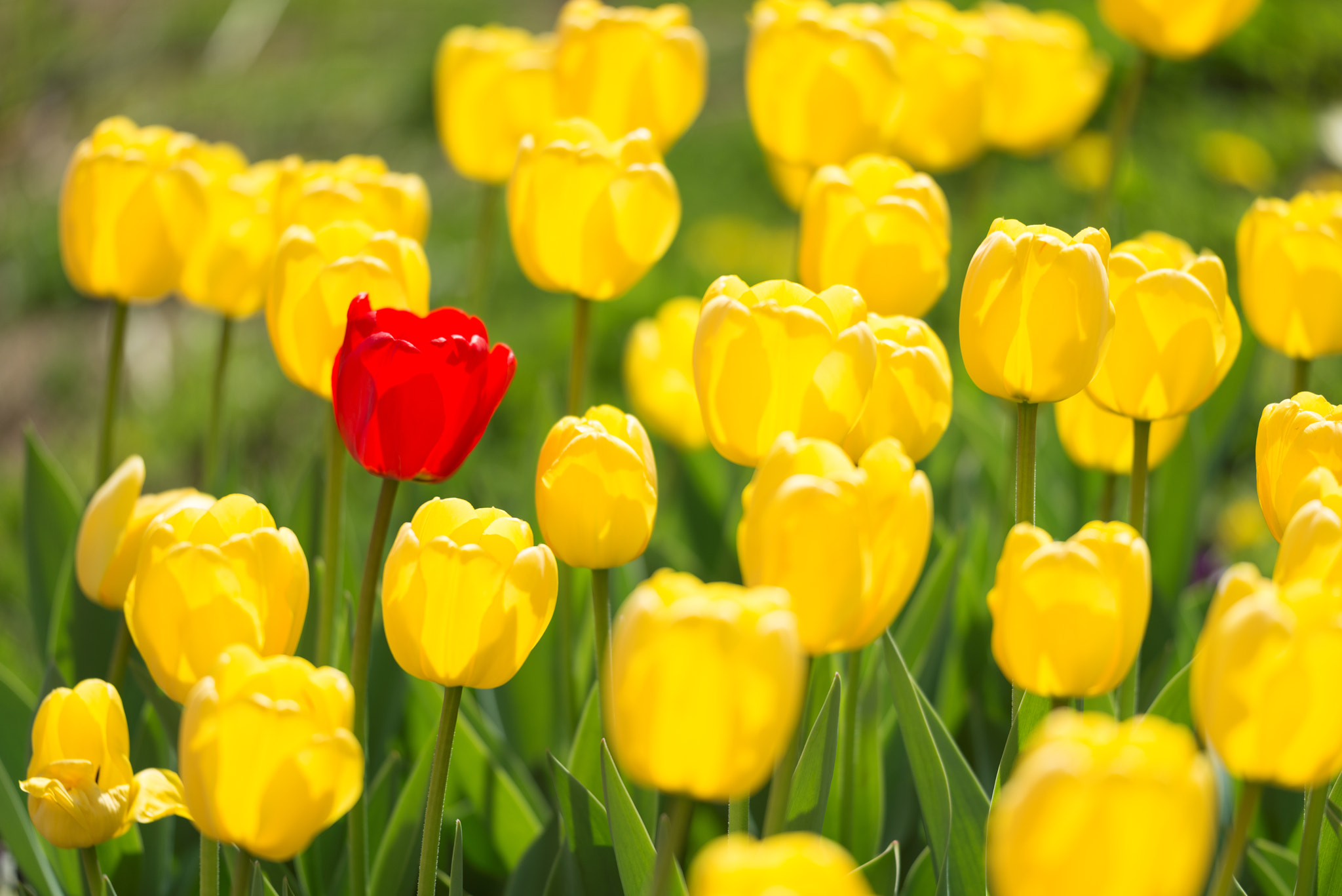 Sigma 150mm F2.8 EX DG OS Macro HSM sample photo. Tulip photography