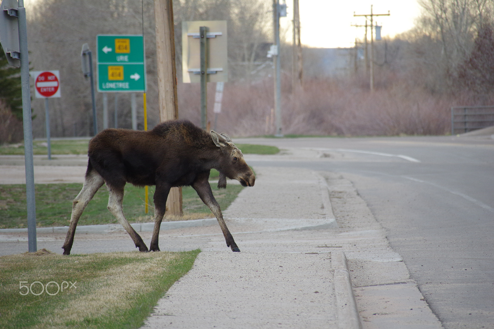 Sigma 18-300mm F3.5-6.3 DC Macro HSM sample photo. Moose in town photography