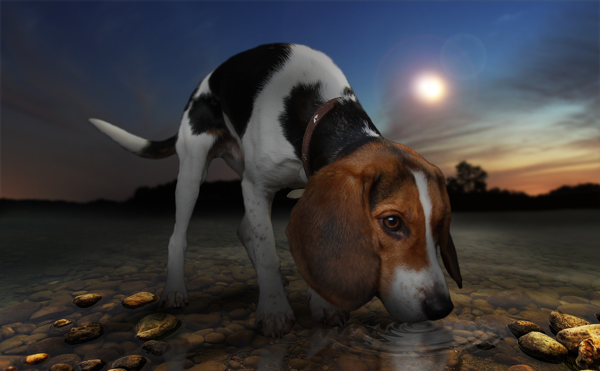 Canon EOS 550D (EOS Rebel T2i / EOS Kiss X4) + Canon EF 17-40mm F4L USM sample photo. Beagle on the lake photography