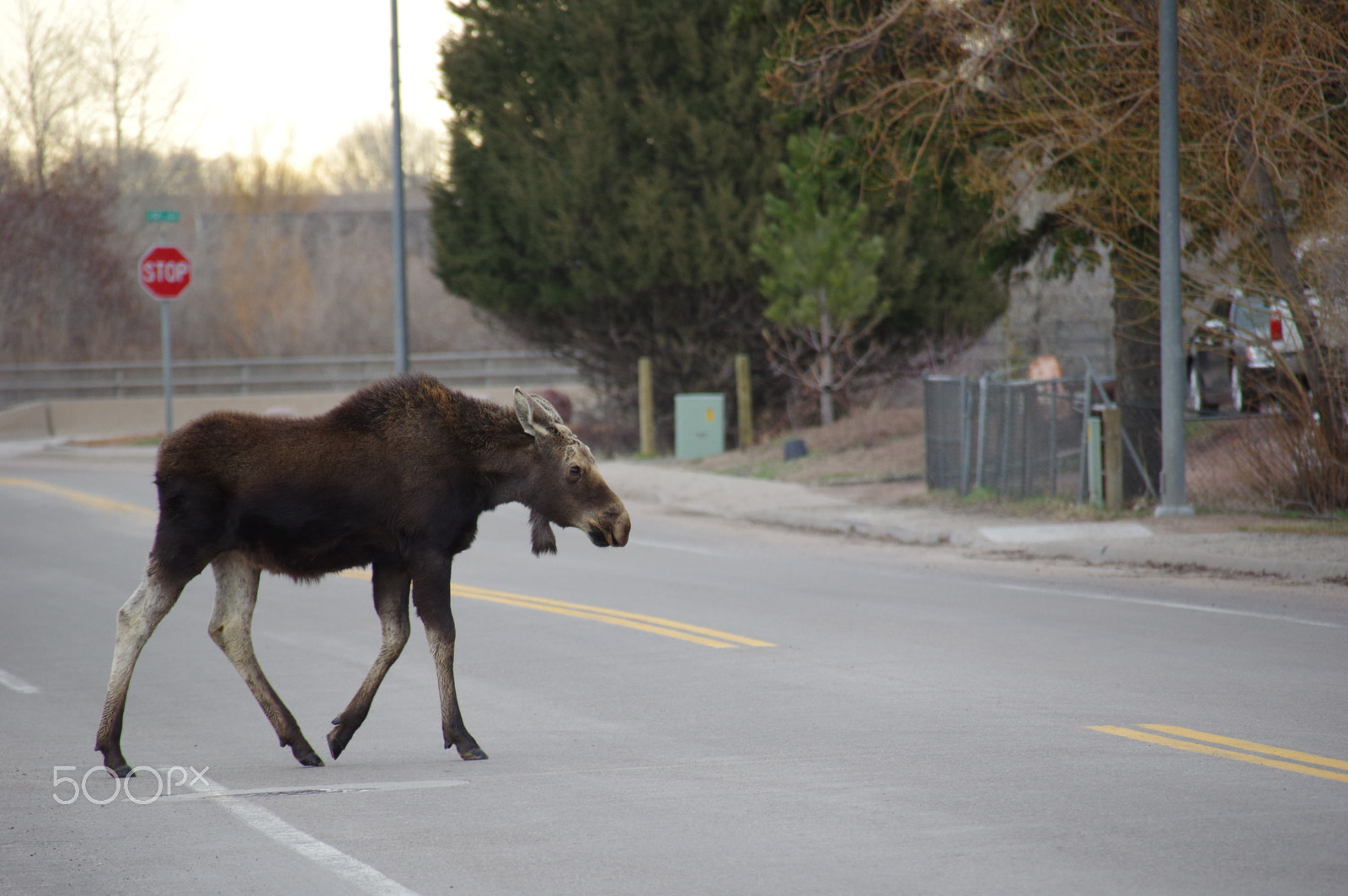Sigma 18-300mm F3.5-6.3 DC Macro HSM sample photo. Moose in town photography