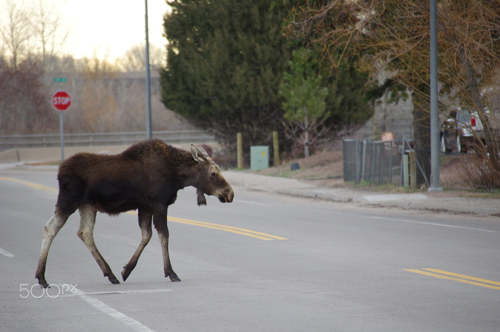 Pentax K-3 II sample photo. Moose in town photography
