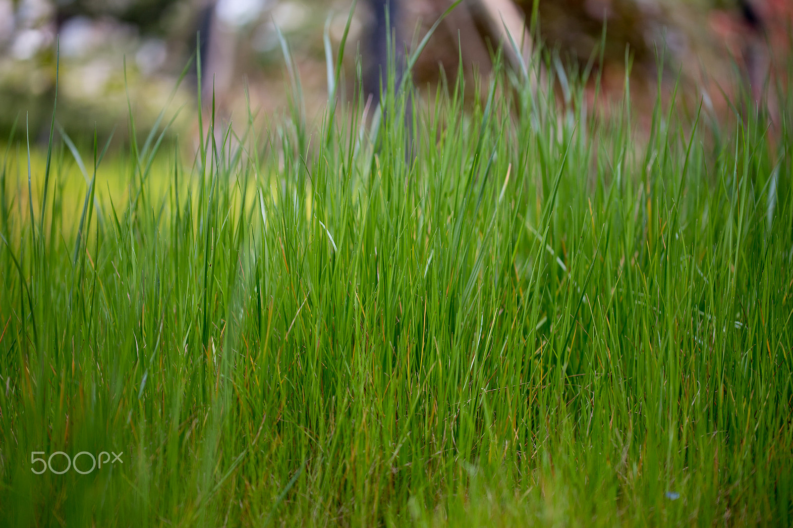 Canon EOS 6D sample photo. Grass photography