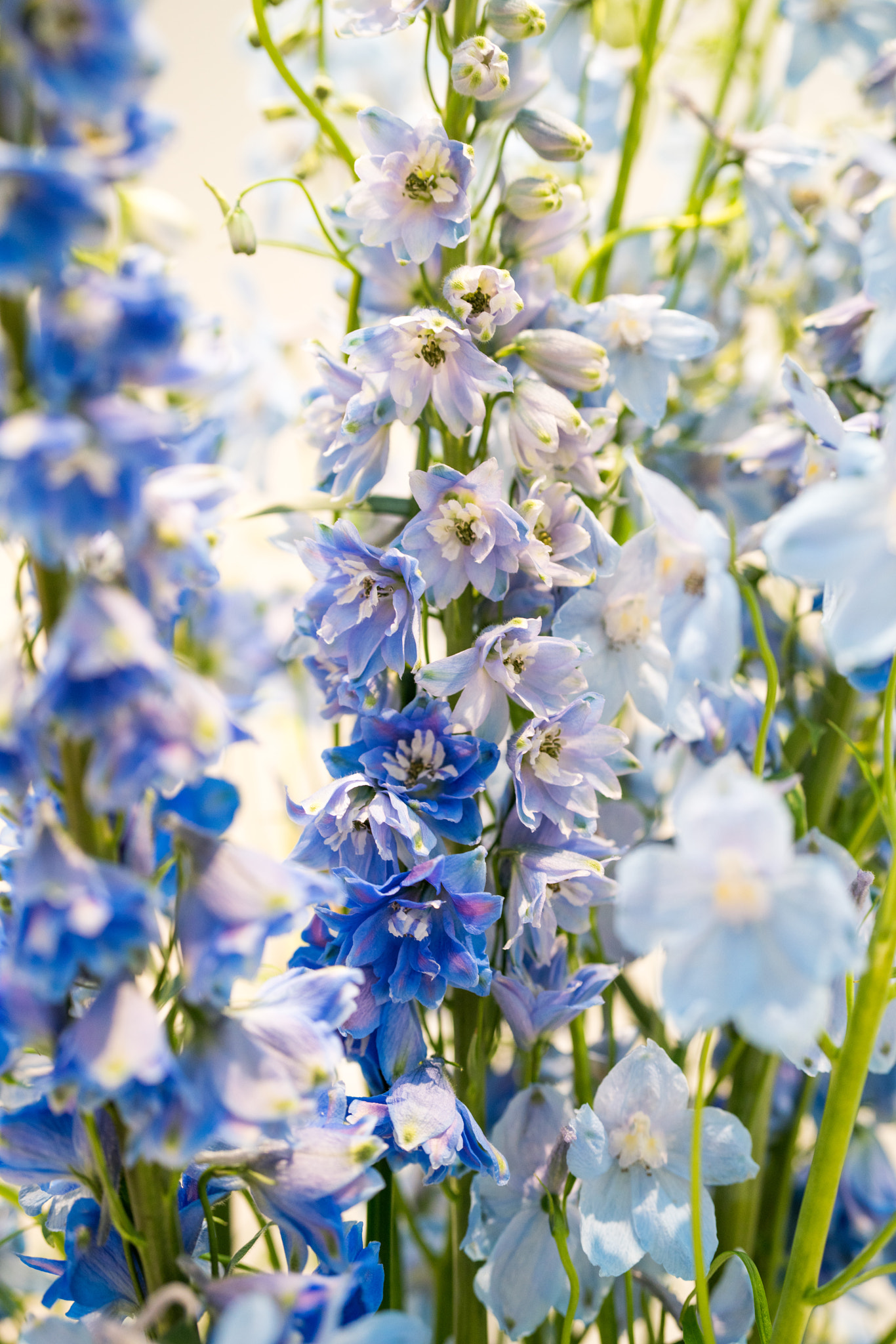 Sony Planar T* FE 50mm F1.4 ZA sample photo. Blue and blue and blue photography