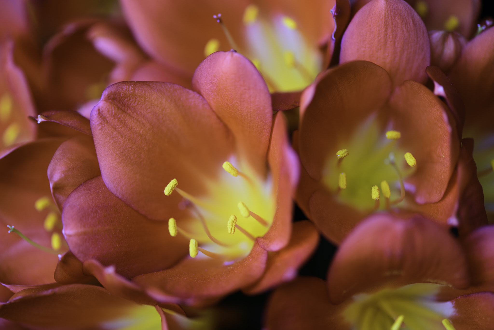 Nikon AF-S Micro-Nikkor 105mm F2.8G IF-ED VR sample photo. Lillies photography