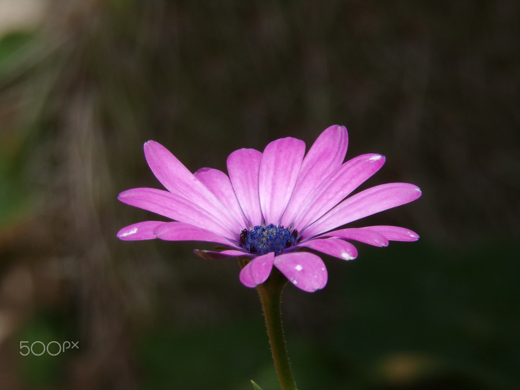 JK KODAK PIXPRO AZ421 sample photo. Flor de papel photography
