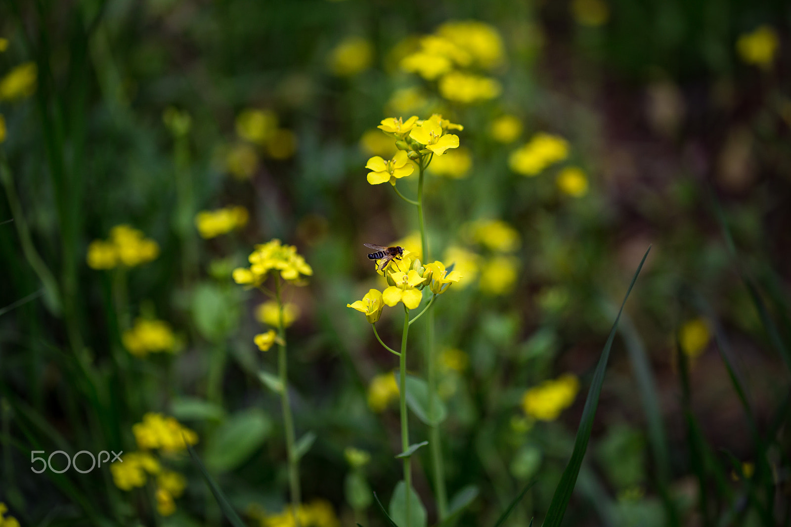 Canon EF 100mm F2.8L Macro IS USM sample photo. Bee photography