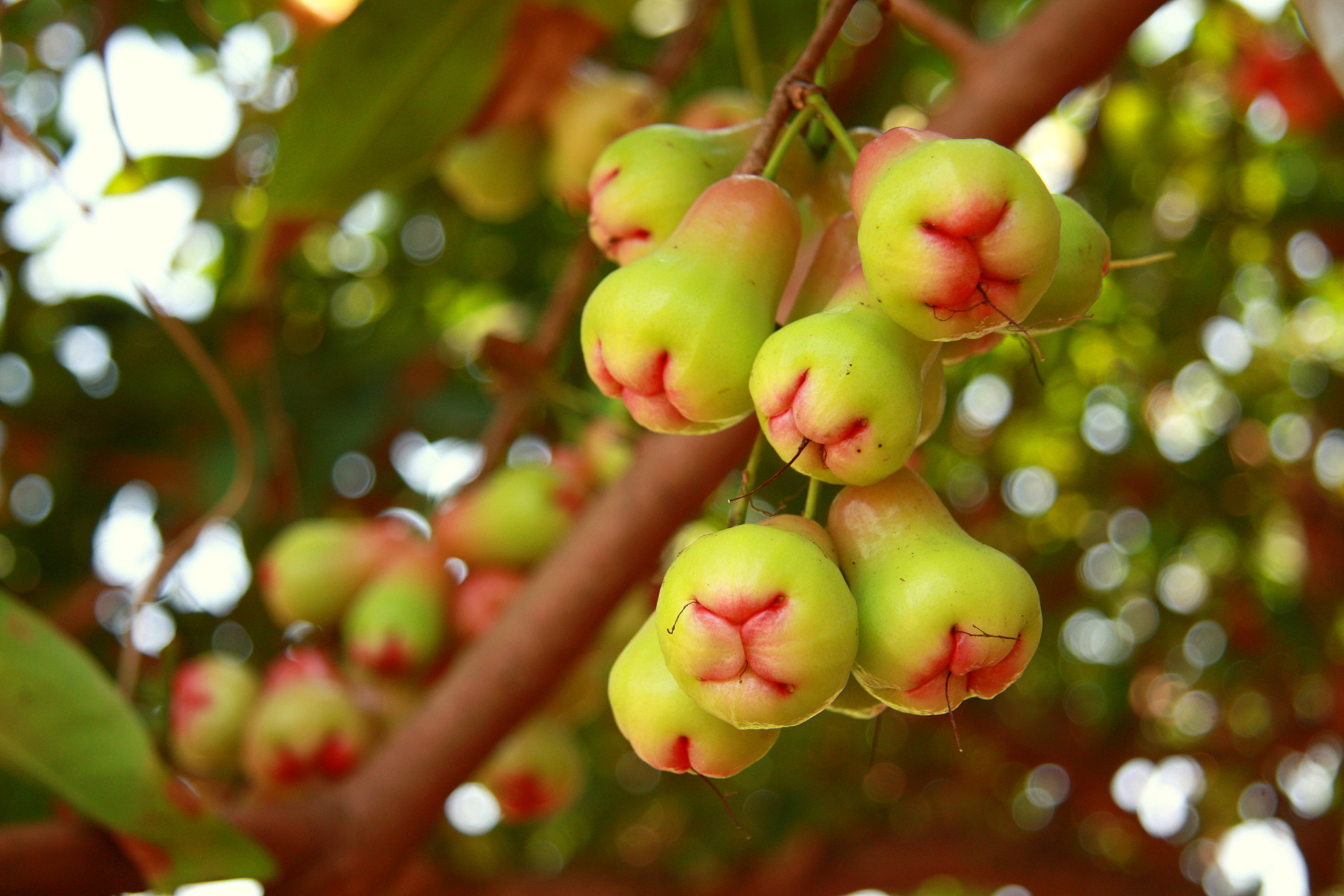 Canon EF-S 17-85mm F4-5.6 IS USM sample photo. Rose apple photography