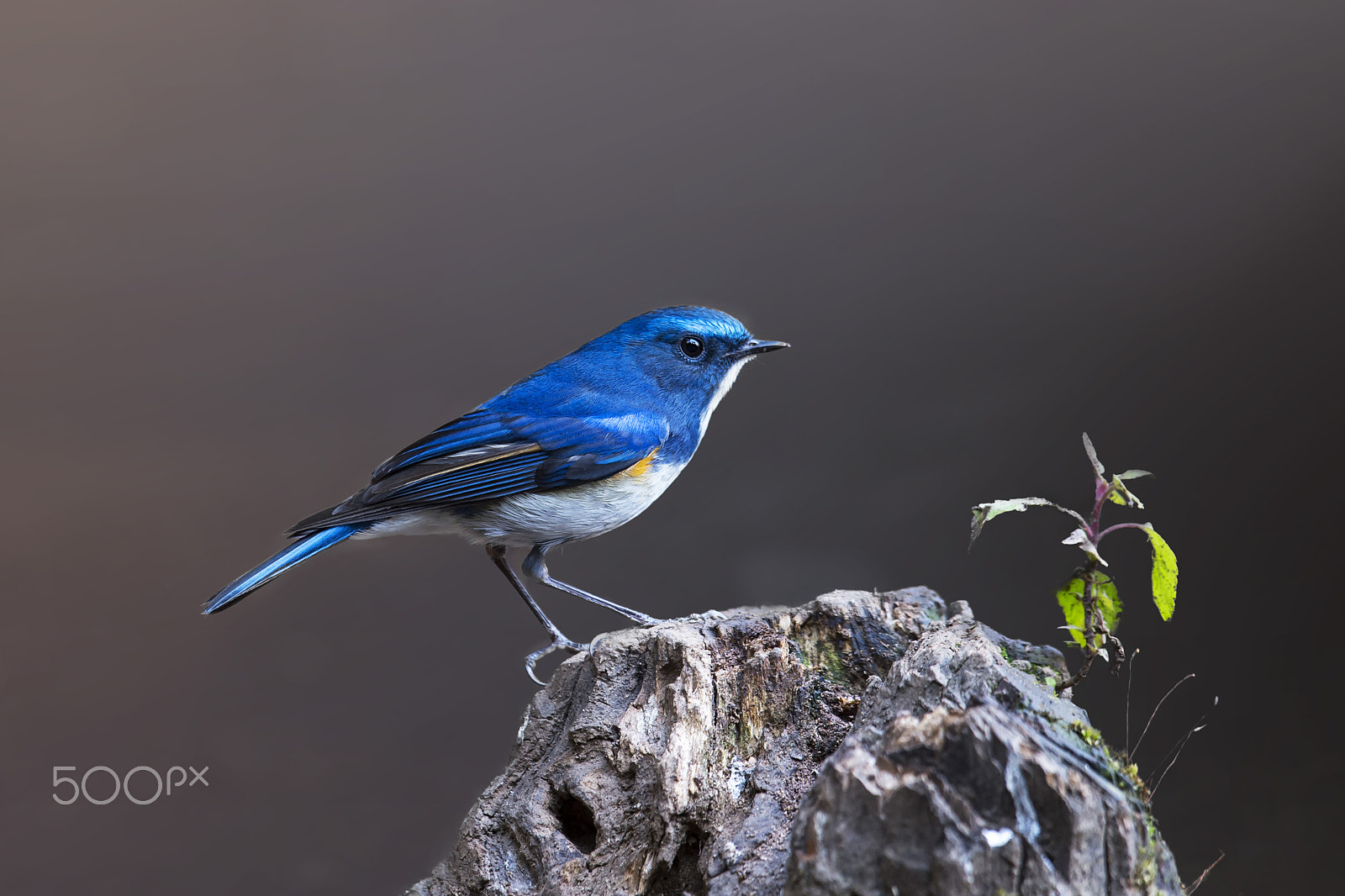Nikon D4 sample photo. Himalayan blue tailed flycatcher photography